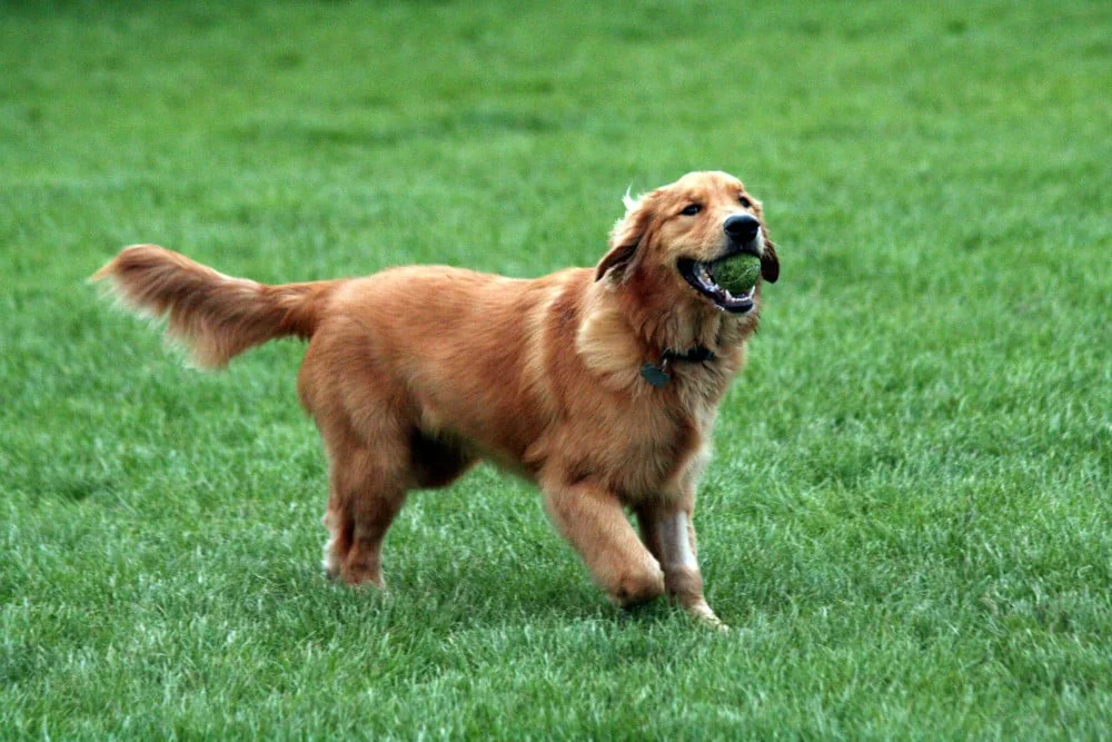 Golden retriever med en grön boll i munnen på en gräsmatta.