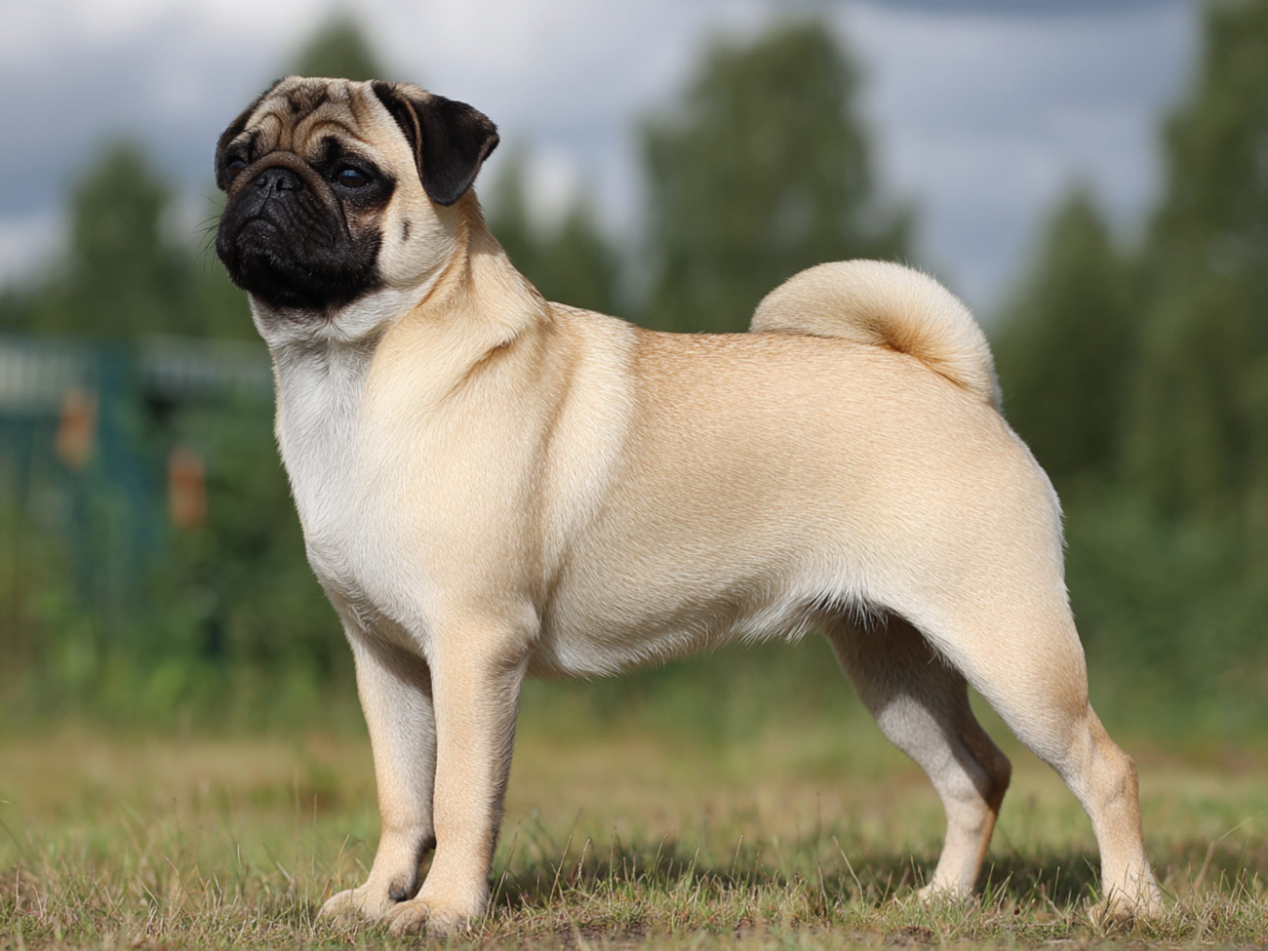 Pug
