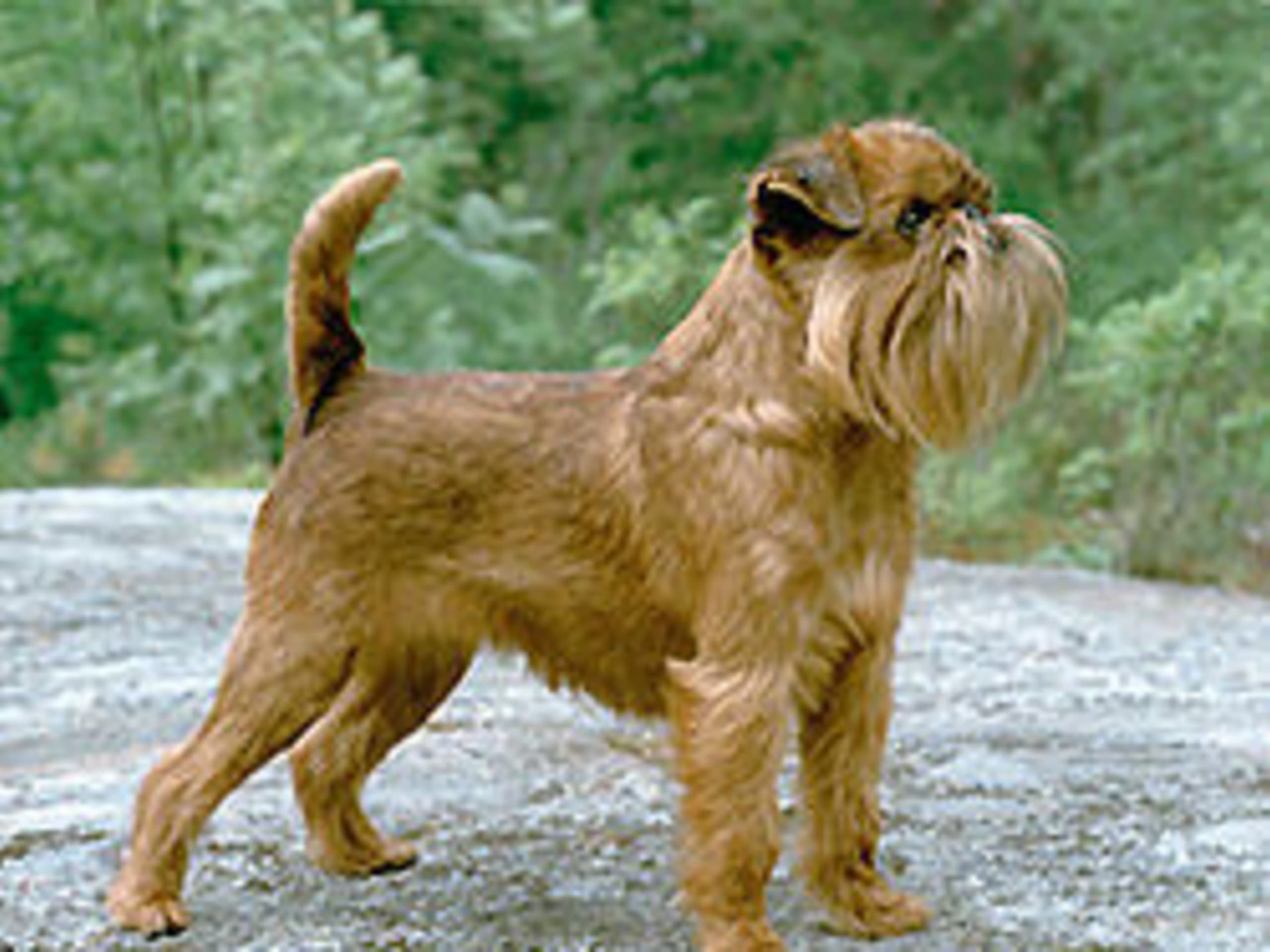 Griffon bruxellois