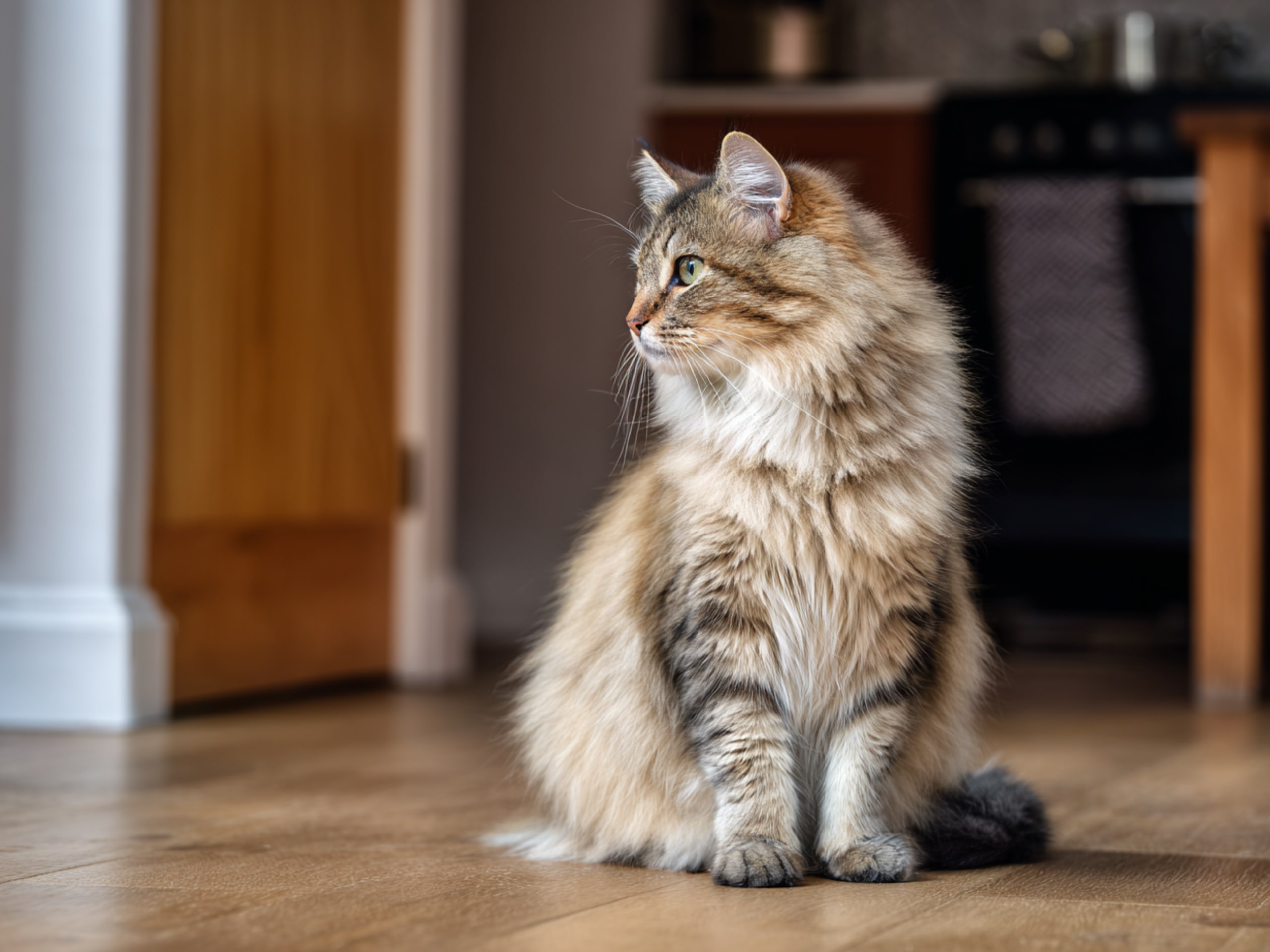 Manx