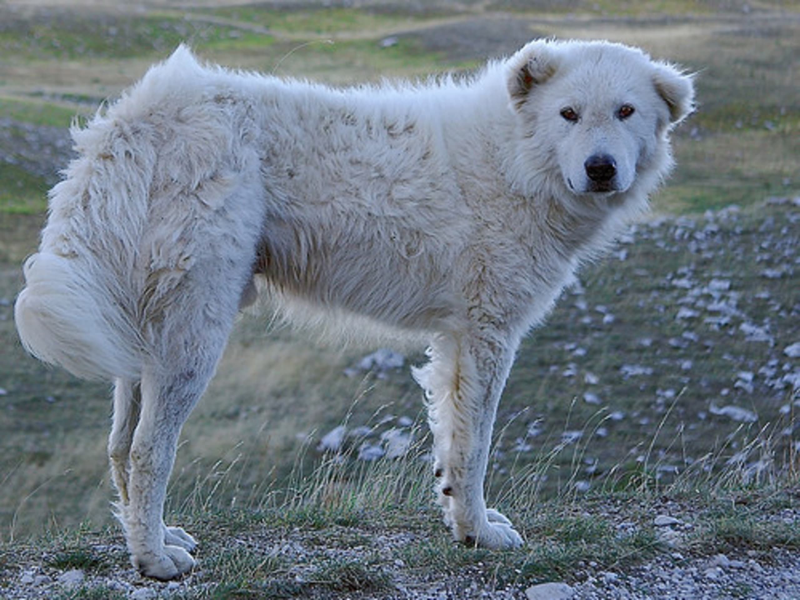 Maremmano Abruzzese