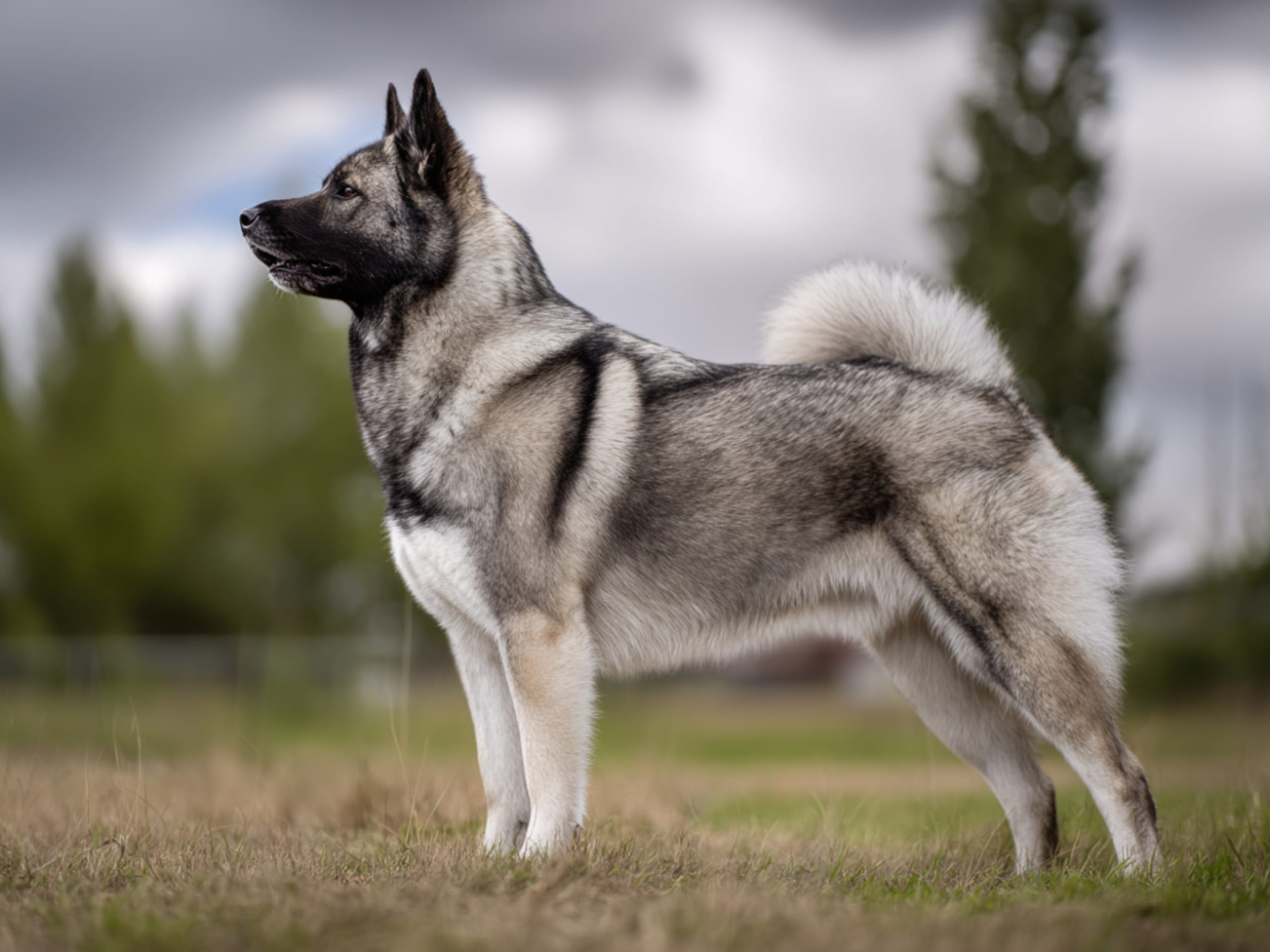 Norsk elghund – gråhund