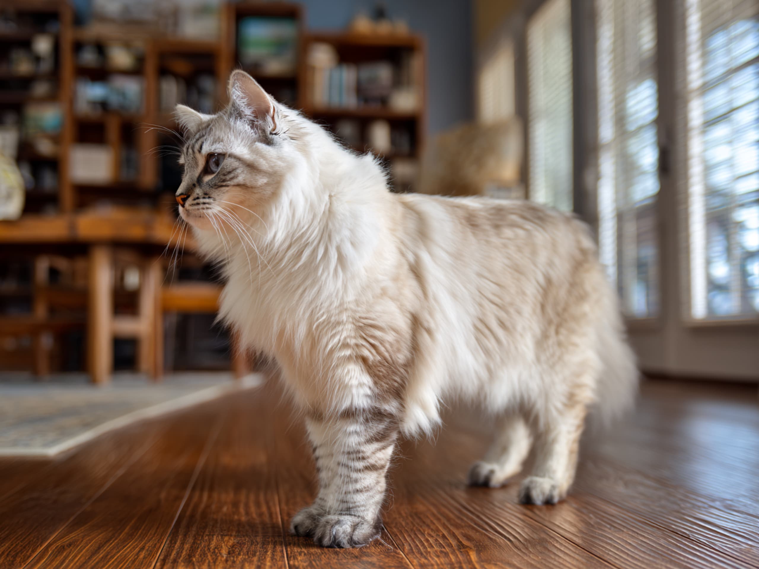 American Curl
