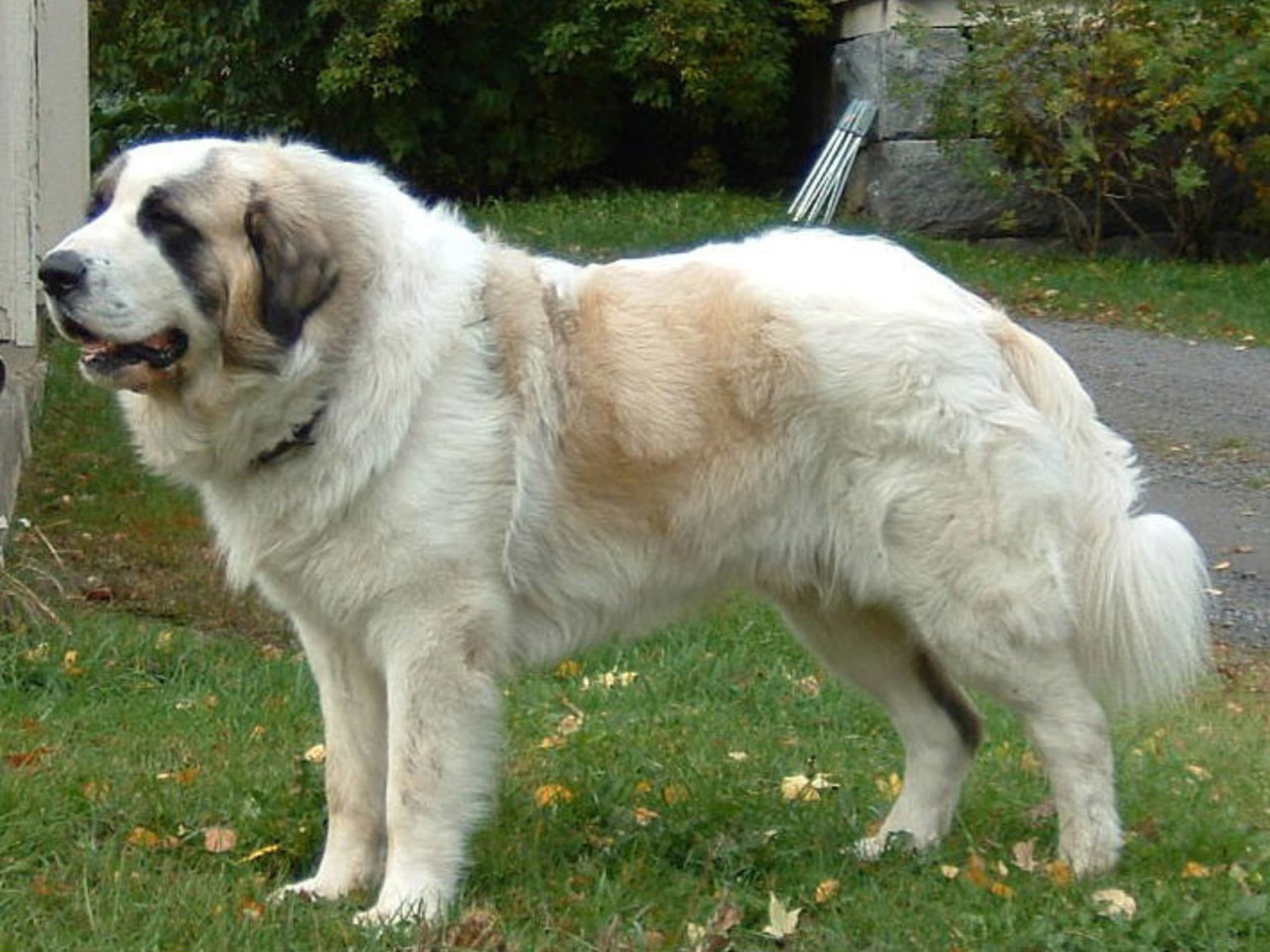 Pyrenæisk mastiff