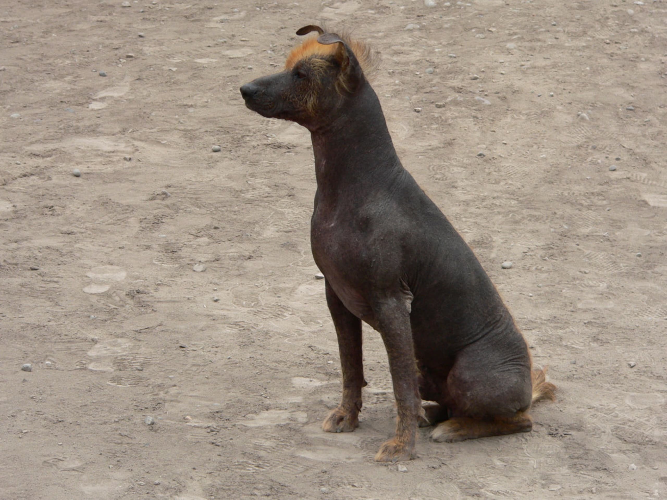 Peruviansk hårløs hund