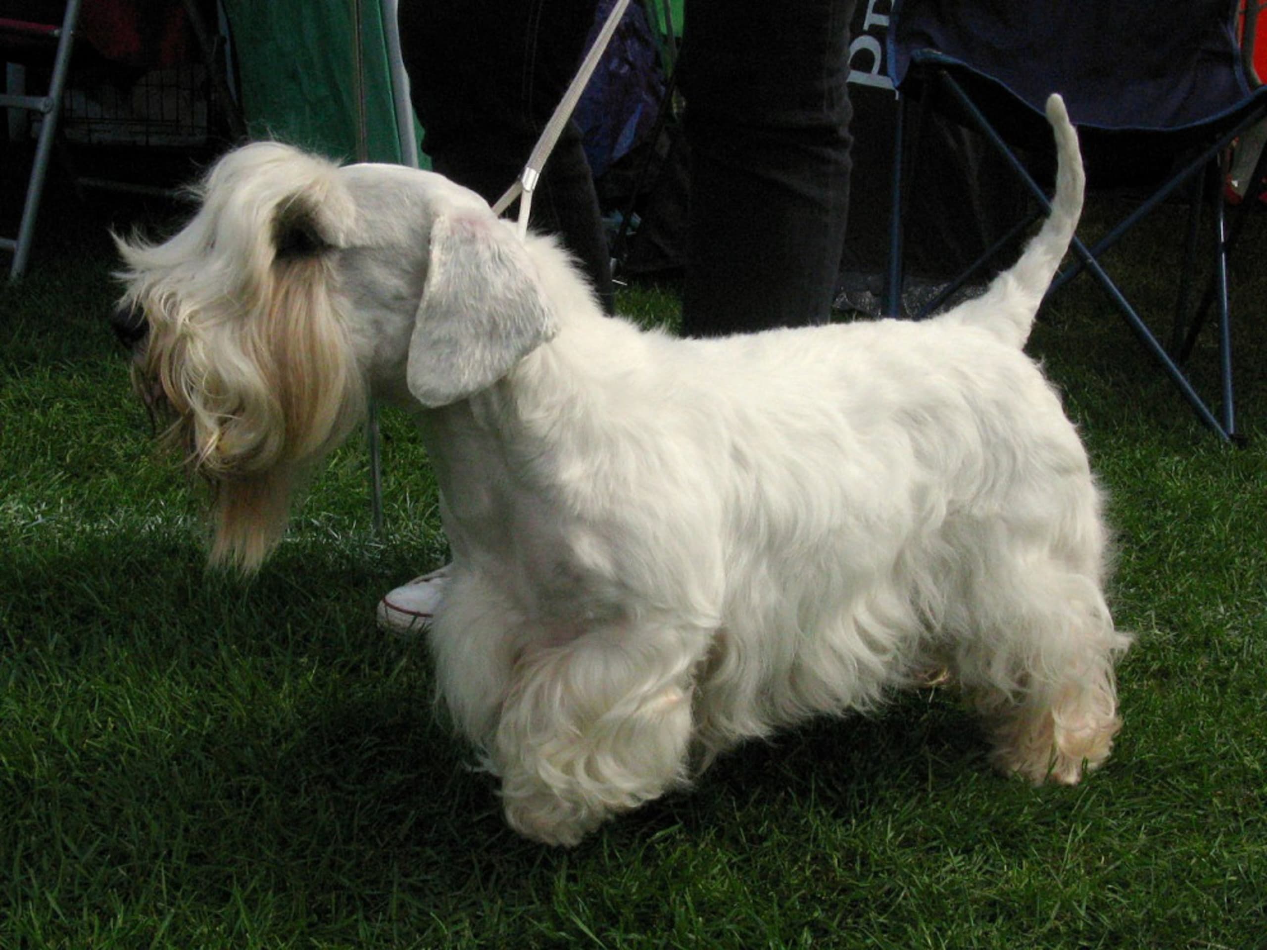 Sealyham-terrier