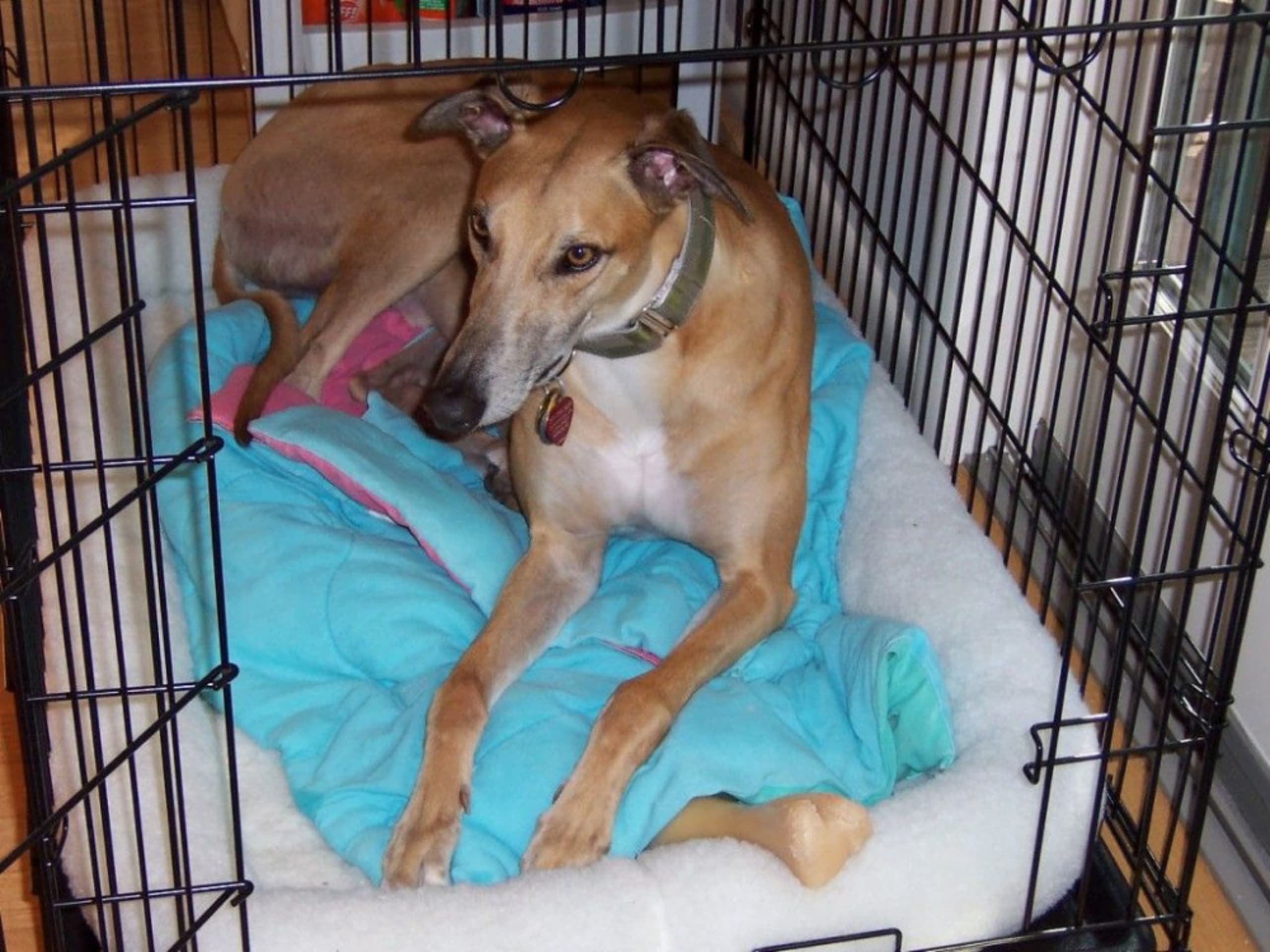 Greyhound