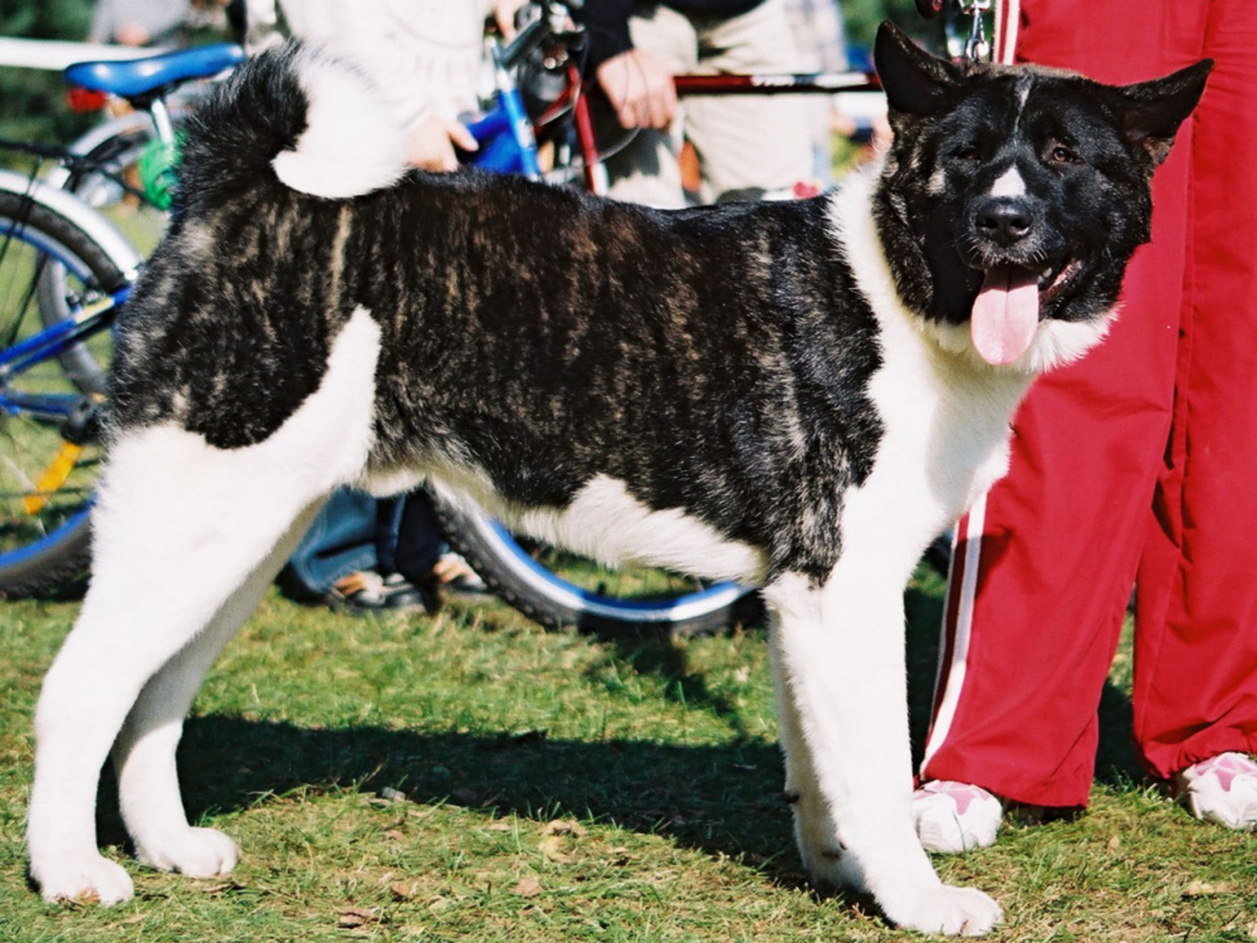 Amerikansk akita