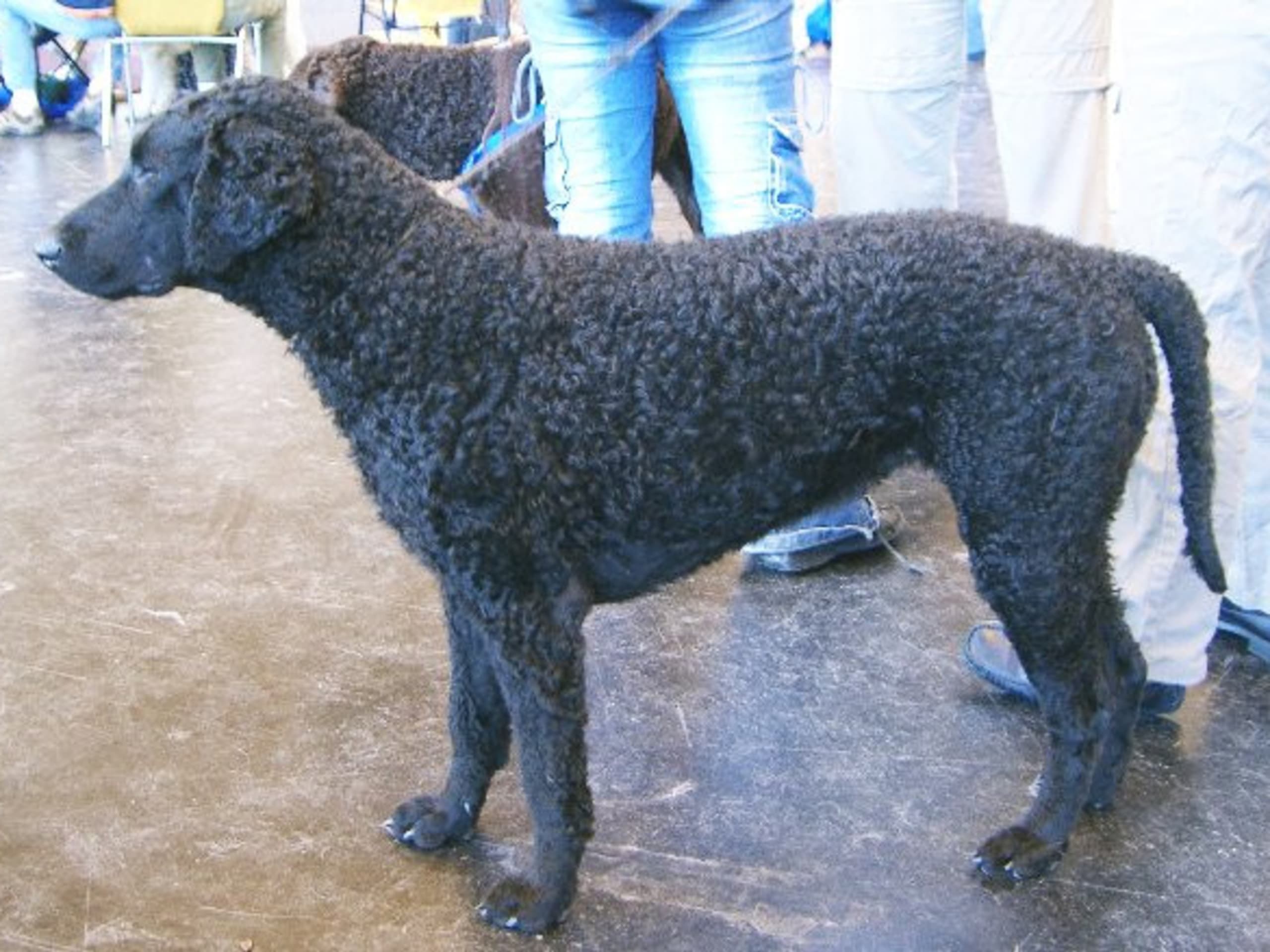 Curly coated retriever