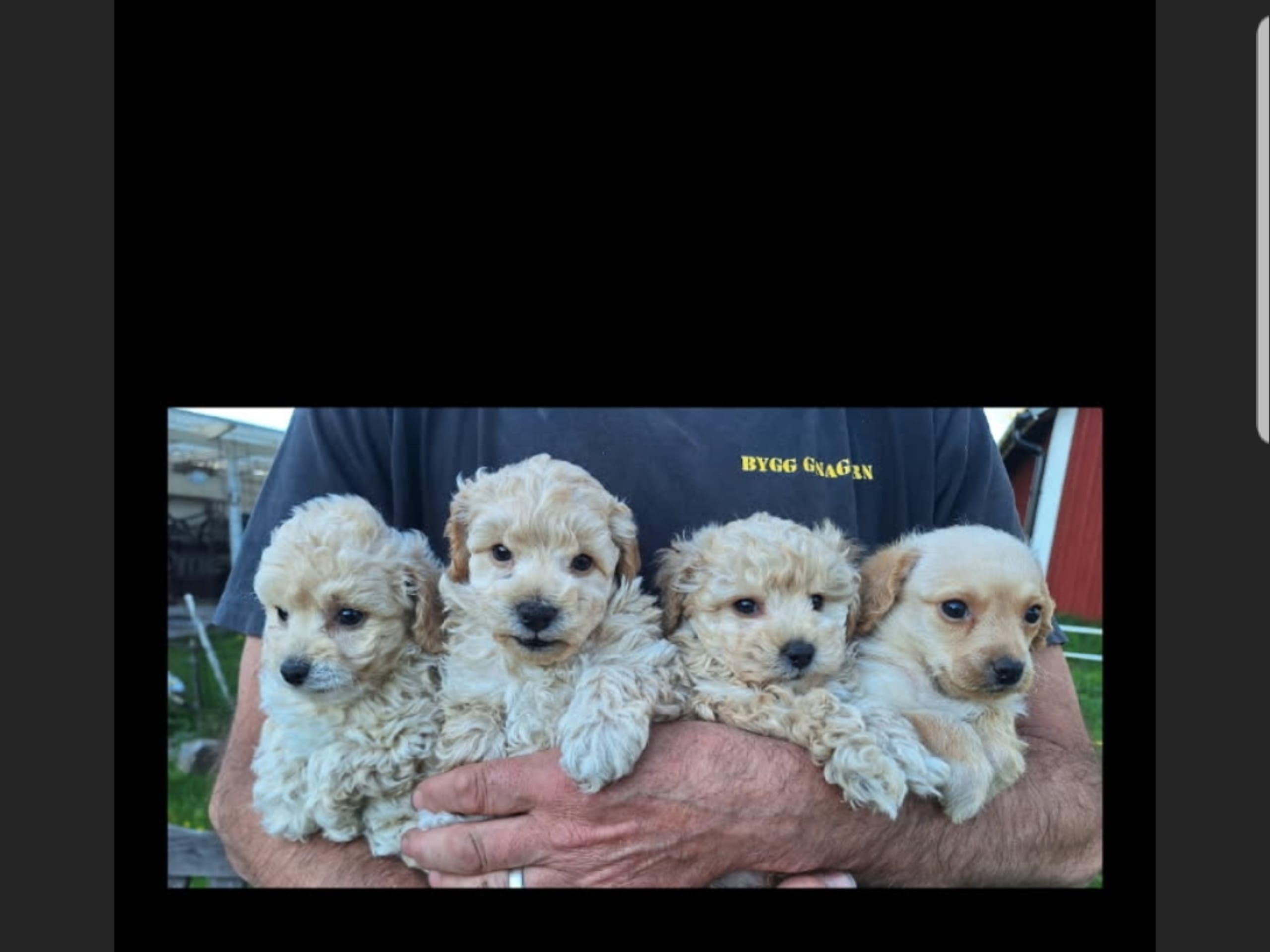 Maltipoo · Arboga · Kerata