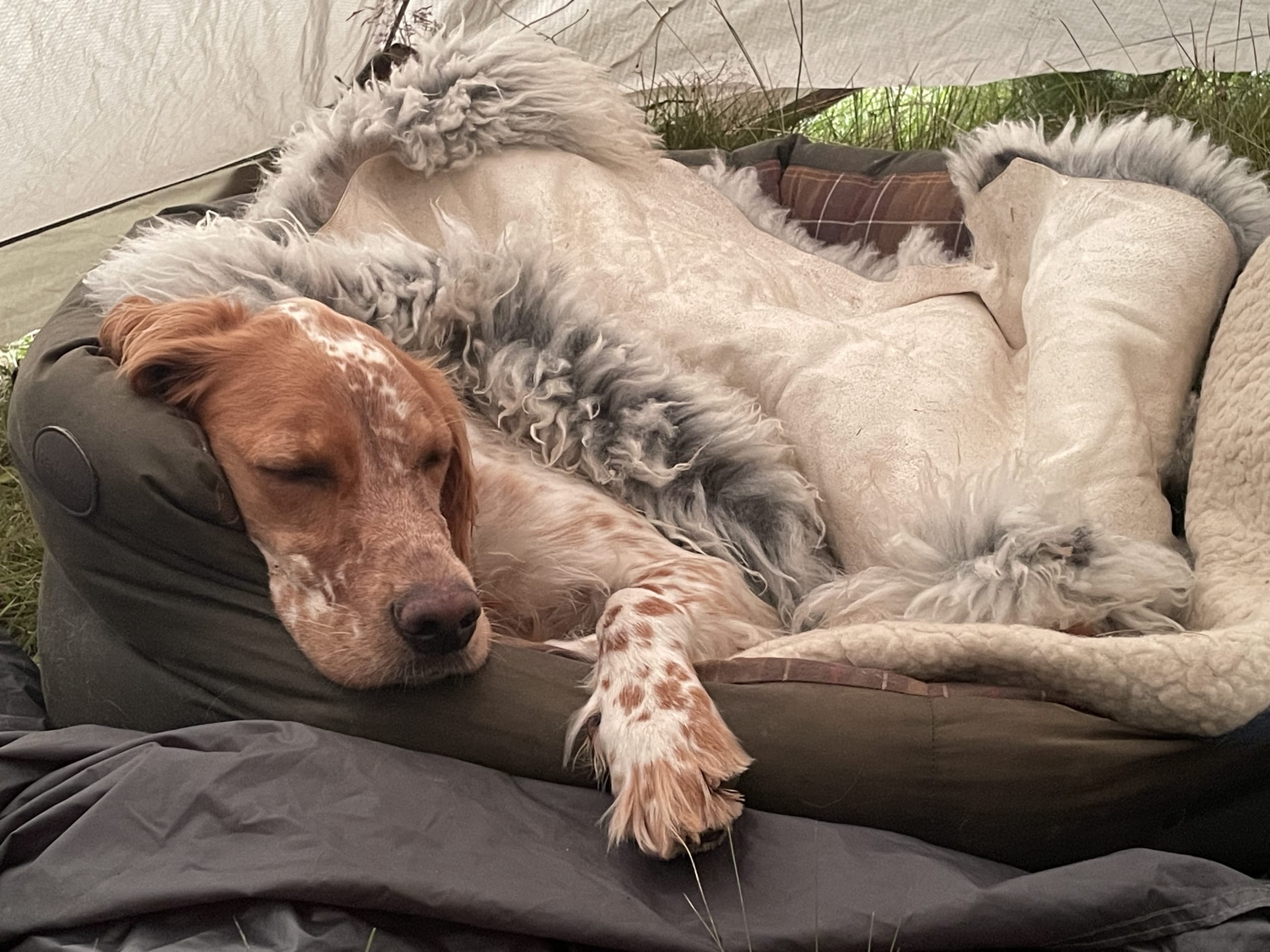 Engelsk setter · Førde · Joachim M.