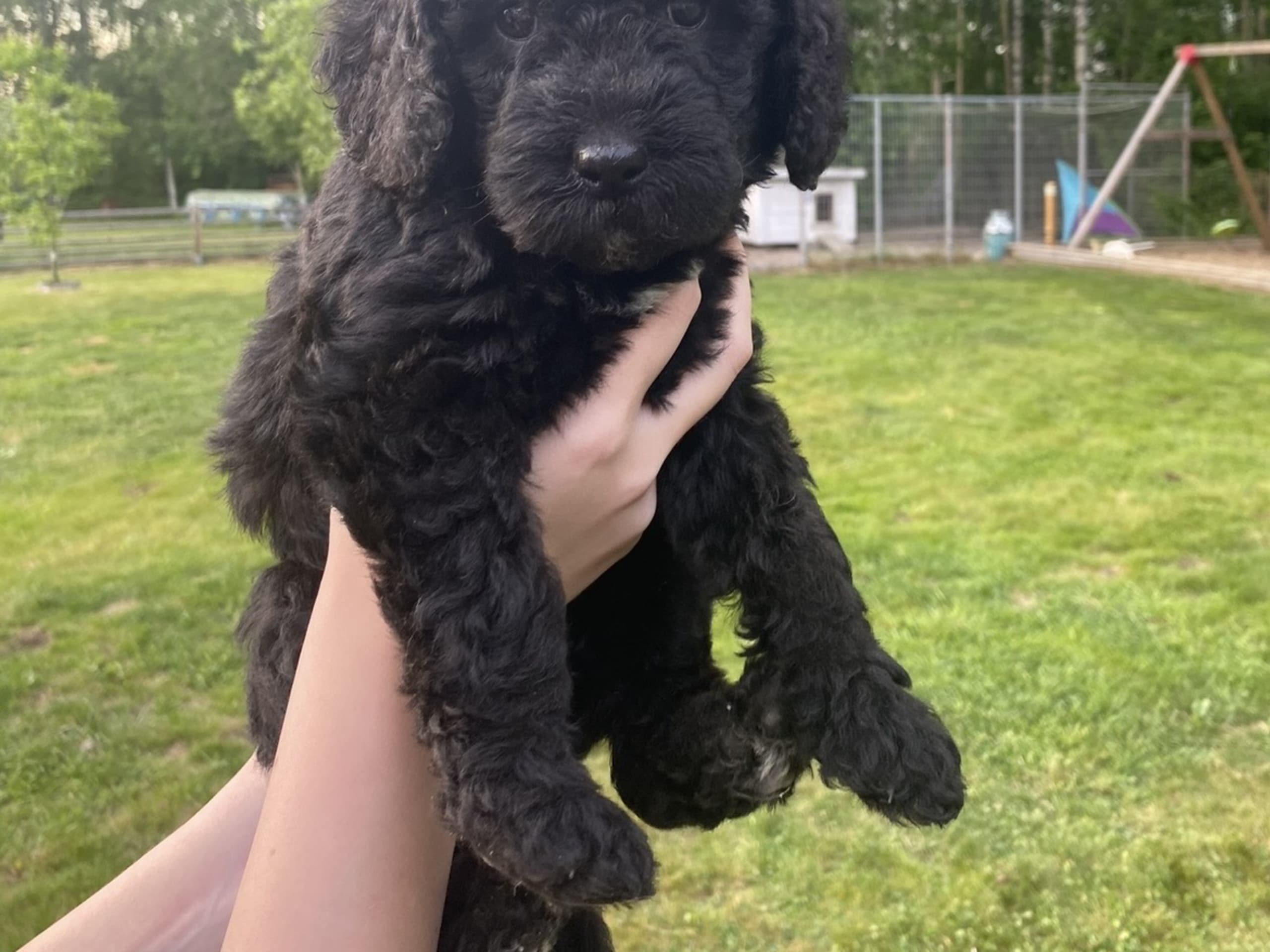 Labradoodle Goldendoodle