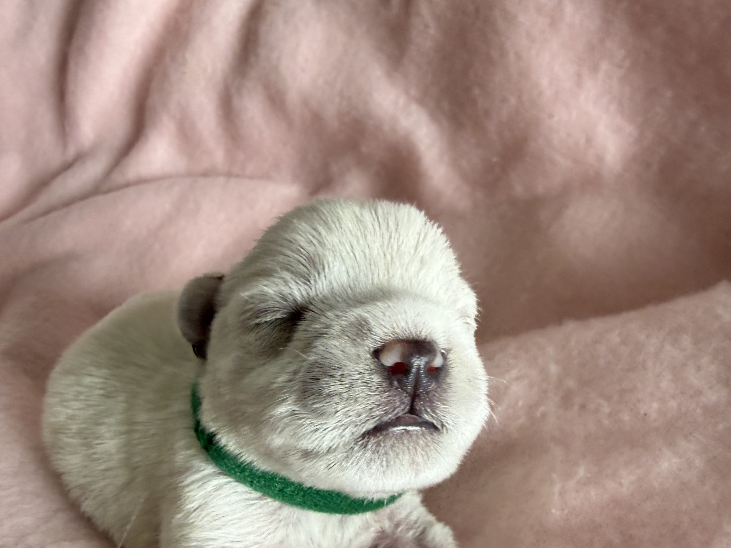 Dvergschnauzer · Vara · Snowie Shine’s Kennel