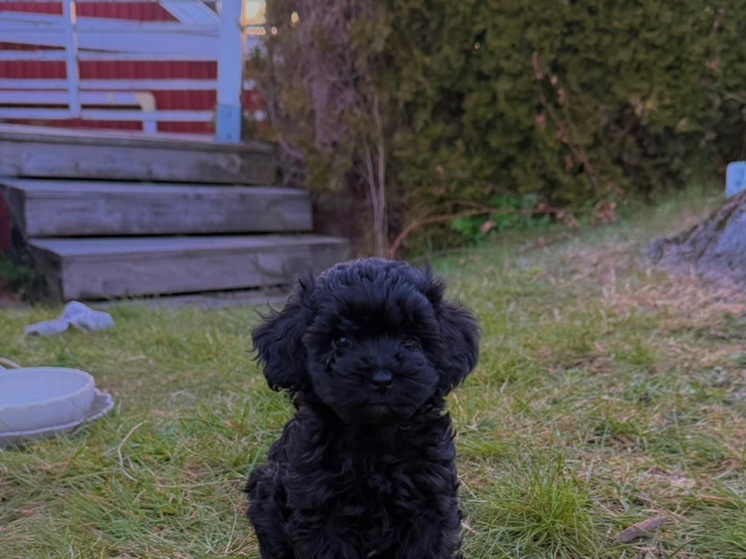 Cockerpoo · Ronneby · Nathalie S.
