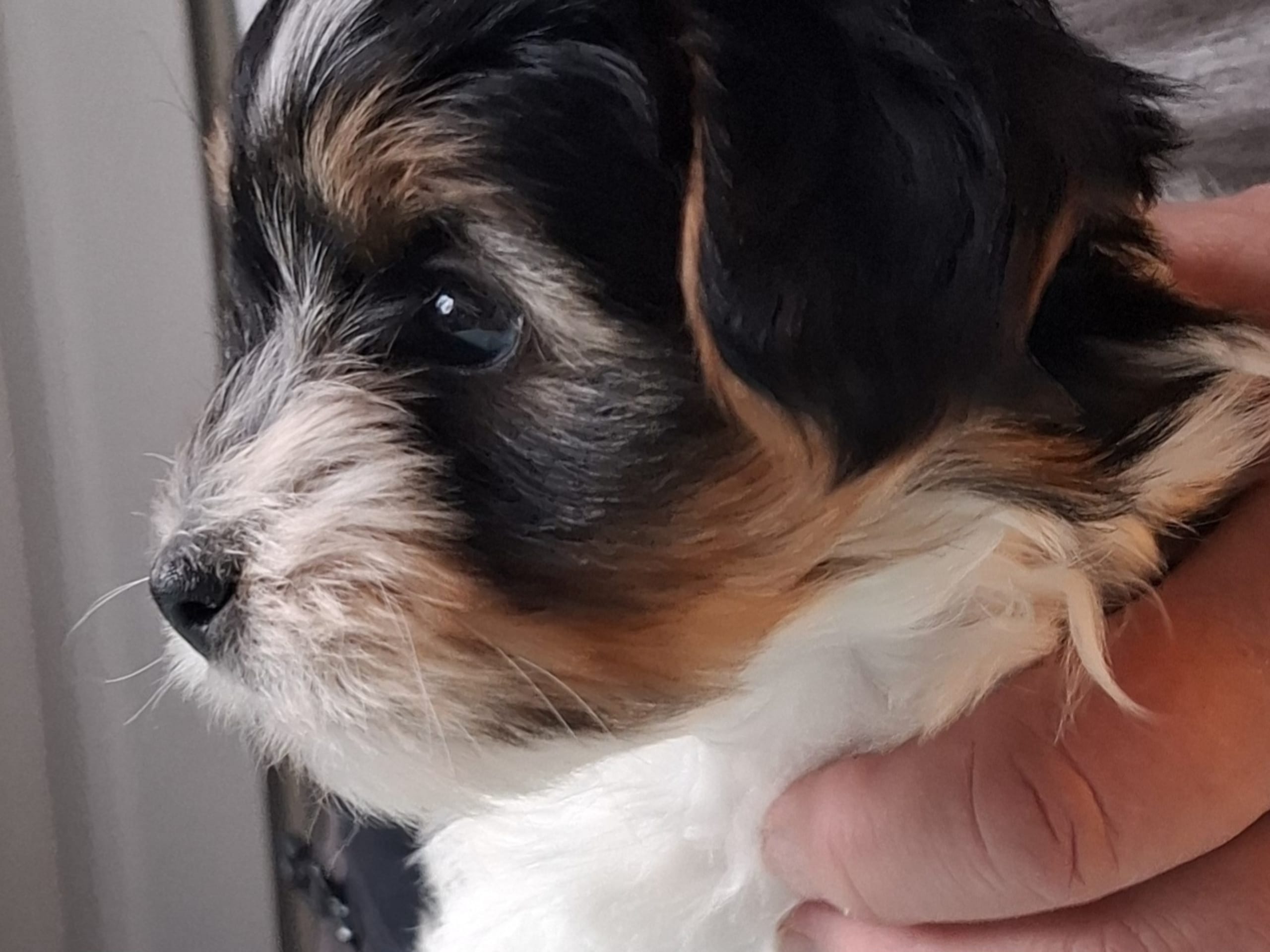 Biewer terrier · Mockfjärd · Candygolds