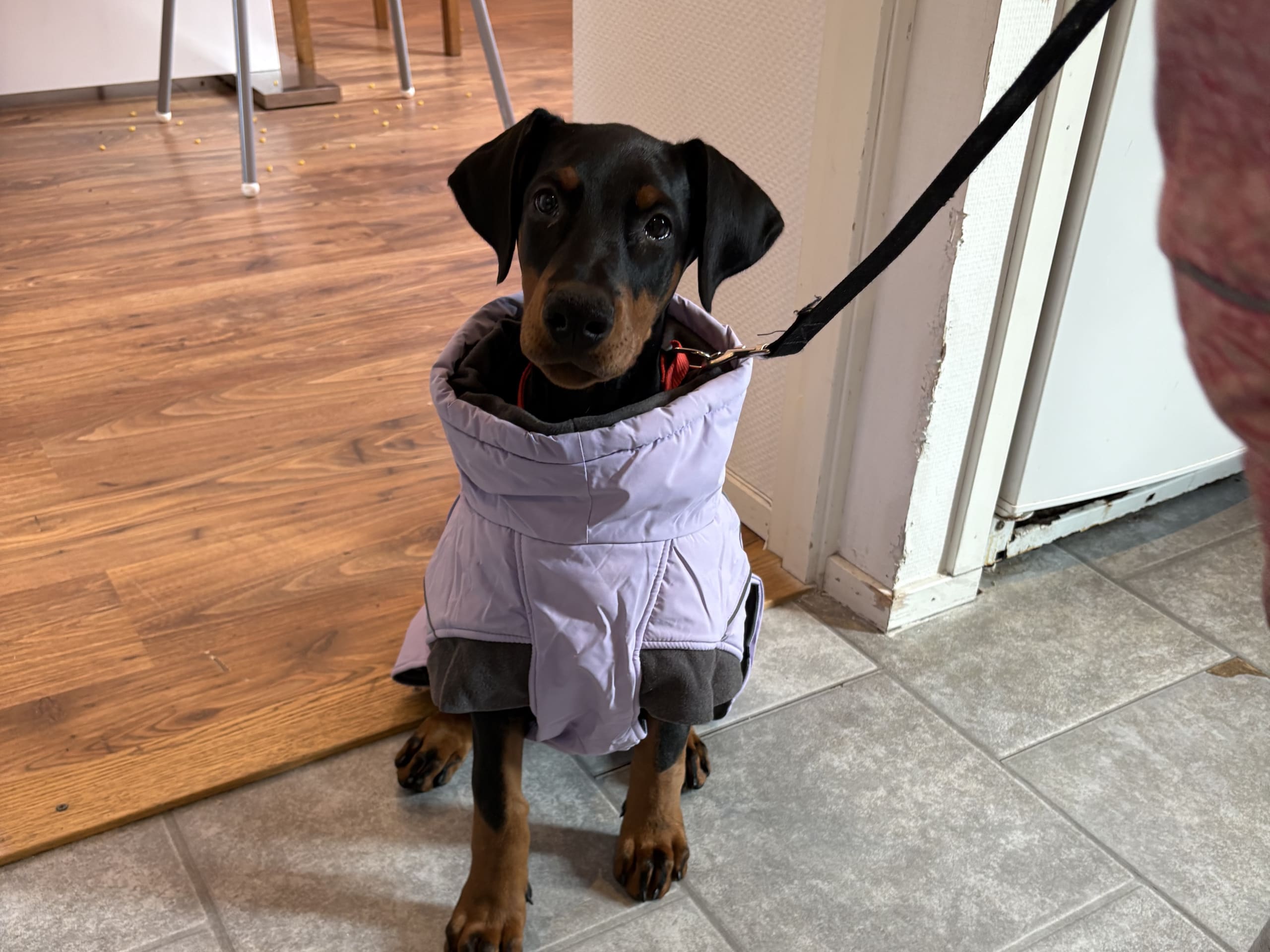 Dobermann · Klippan · Stefanie D.