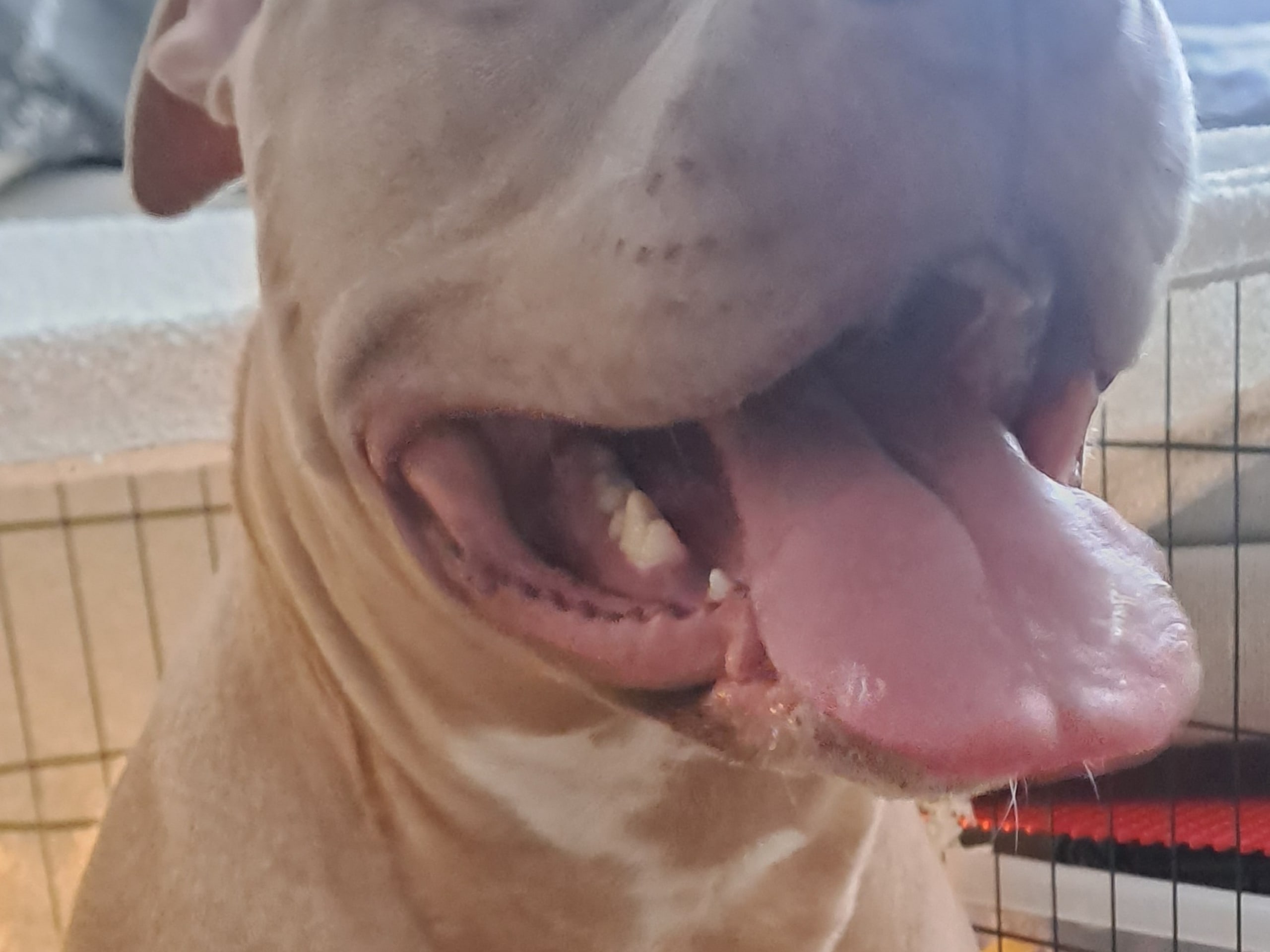 American Bully · Torshälla · Emelie R.