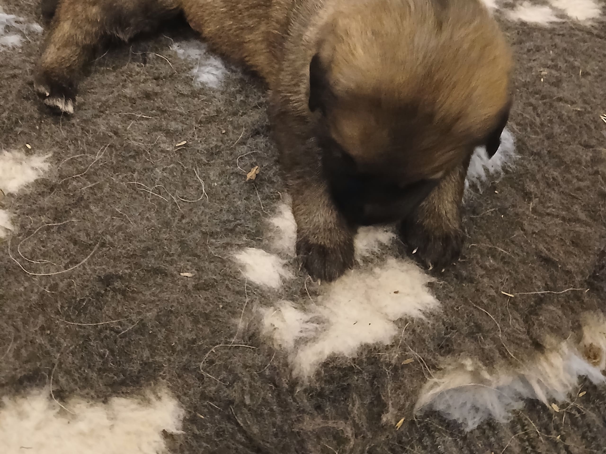 Schäferhund · Listerby · Kennel Snibor Anzi