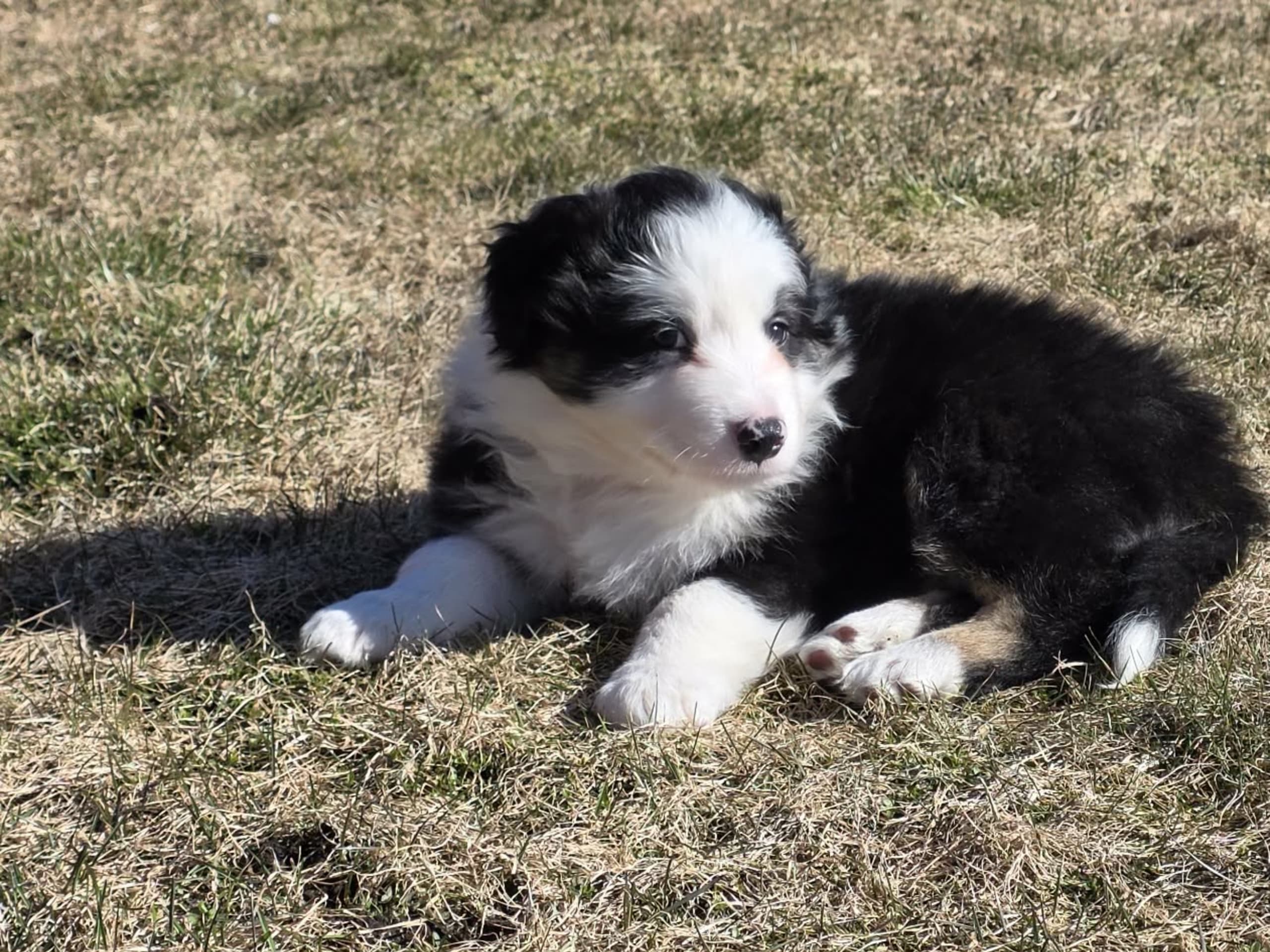 Australien shepherd/border collie · Rättvik · Gunilla G.
