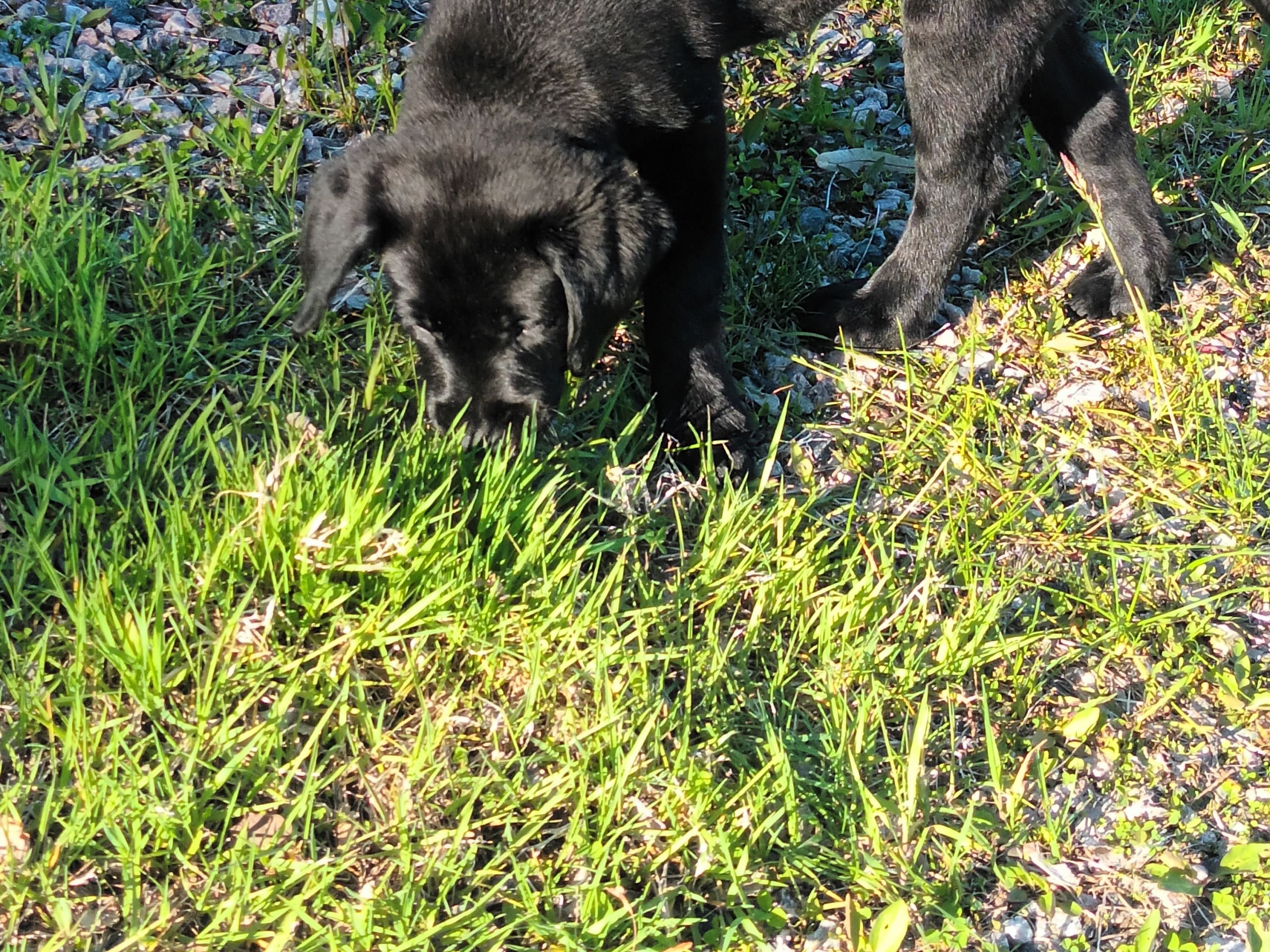 Labrador retriever · Köping · Mitzys retrivers