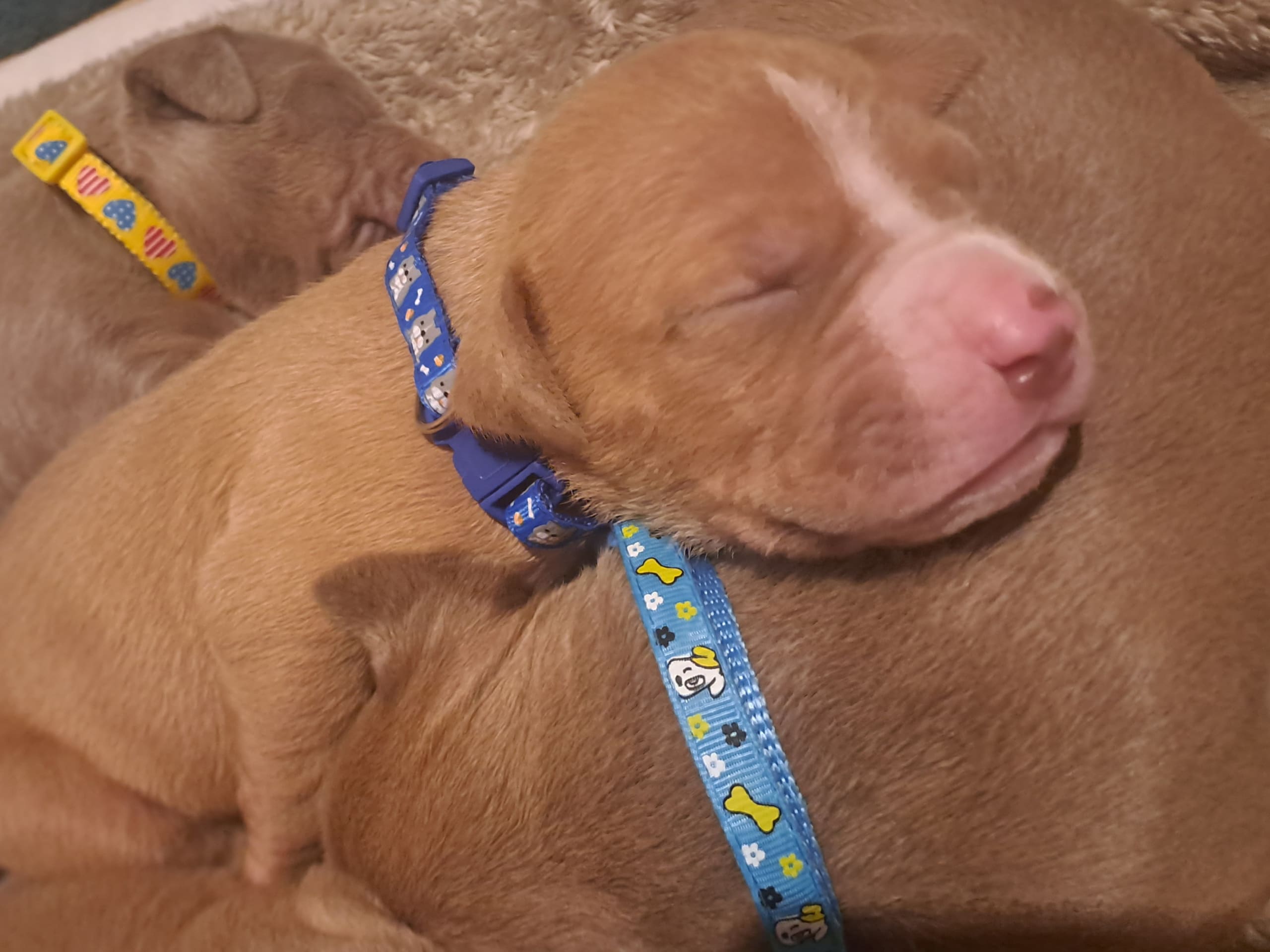 American Bully · Torshälla · Emelie R.