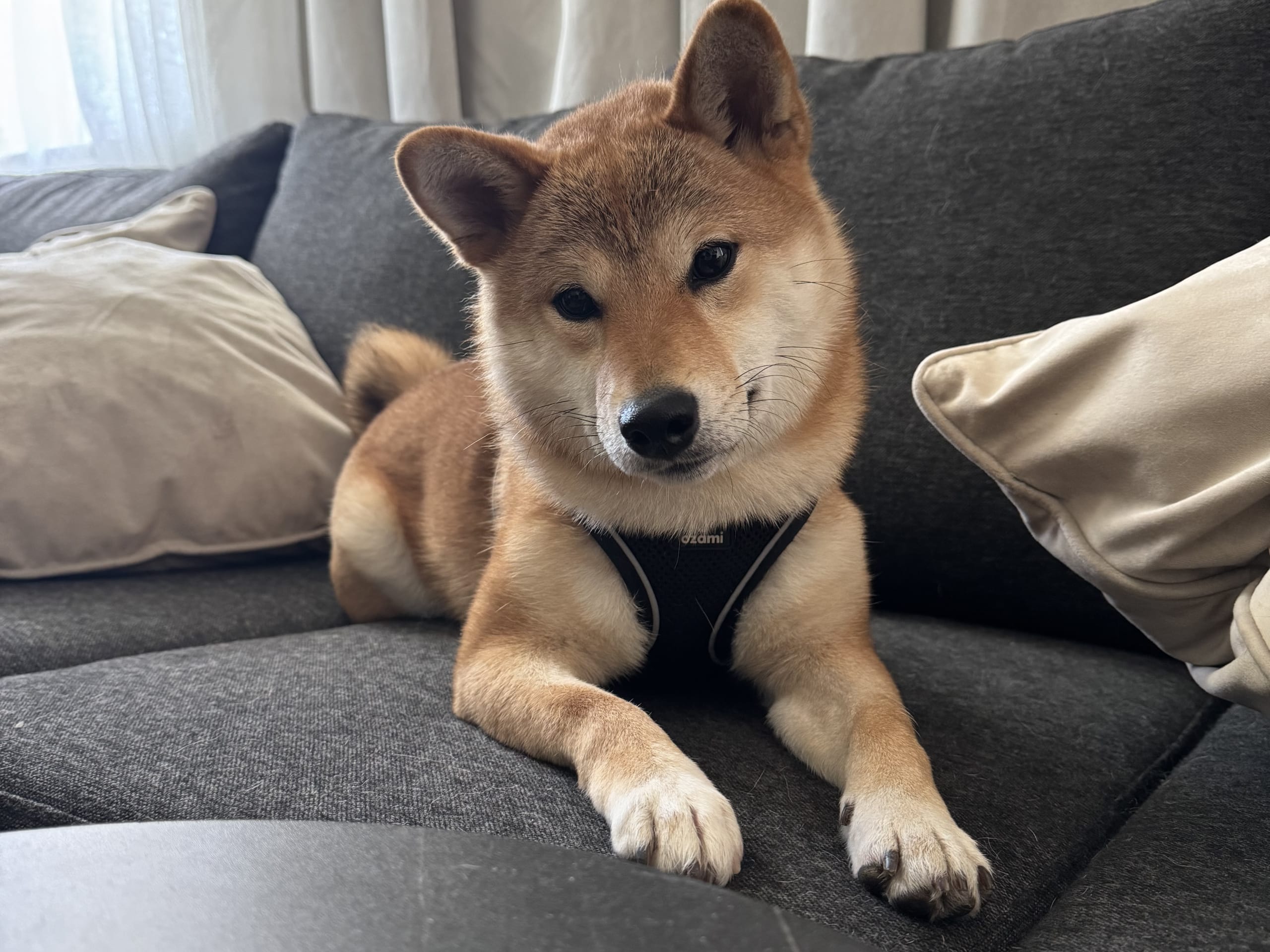 Shiba Inu · Örebro · Qusay A.