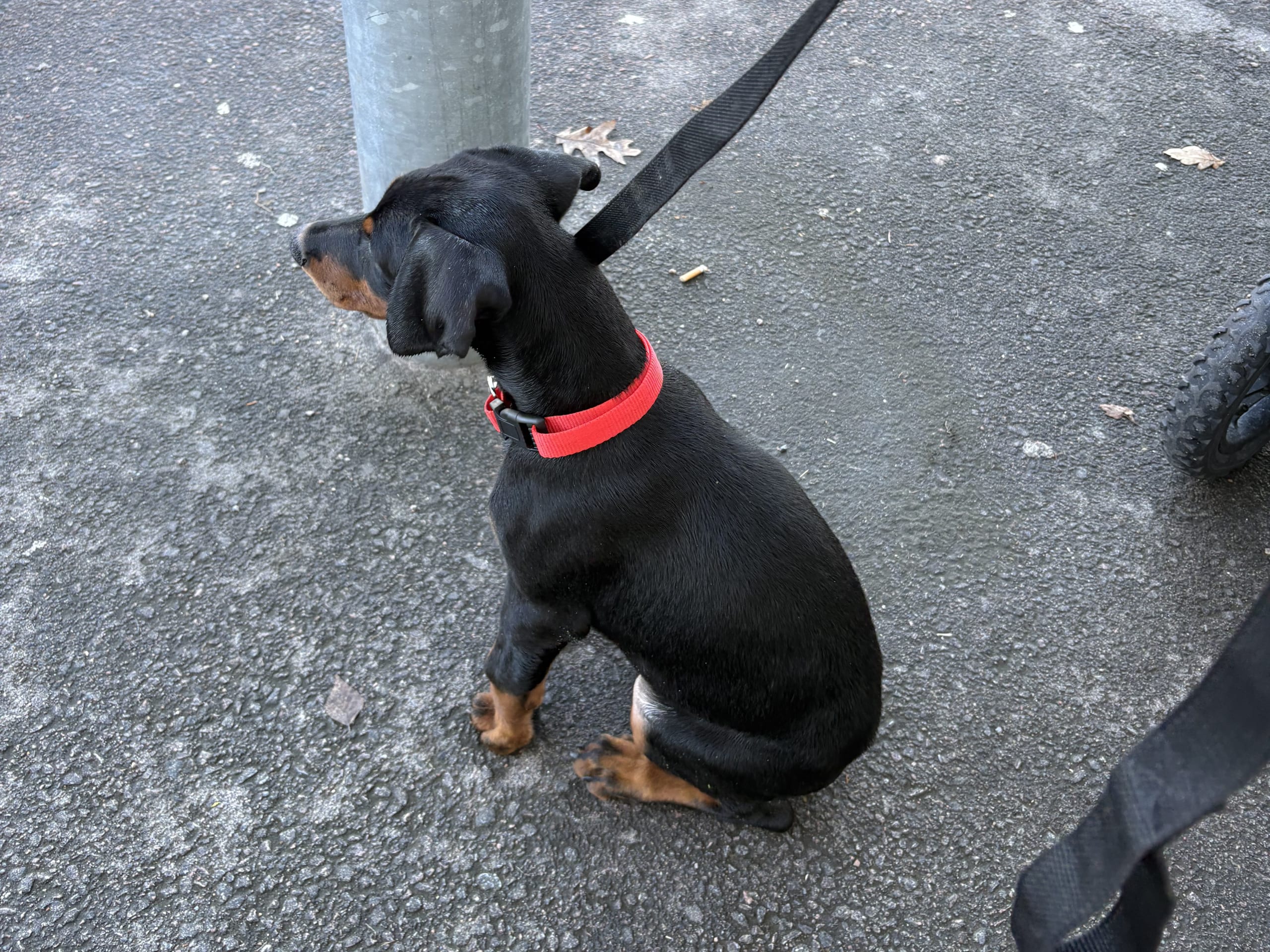 Dobermann · Klippan · Stefanie D.
