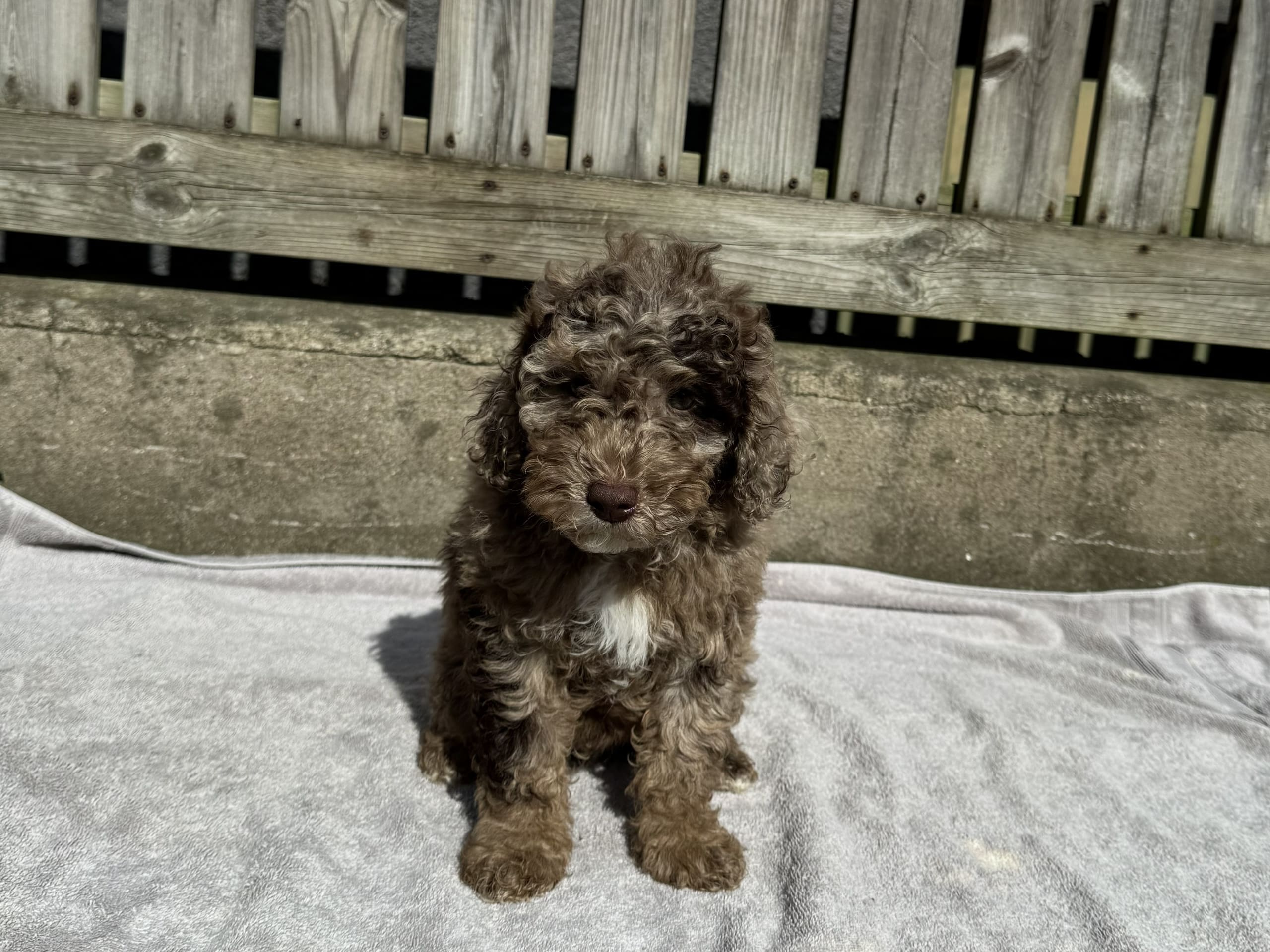 Double doodle / goldendoodle / labradoodle · Kävlinge · Tim W.