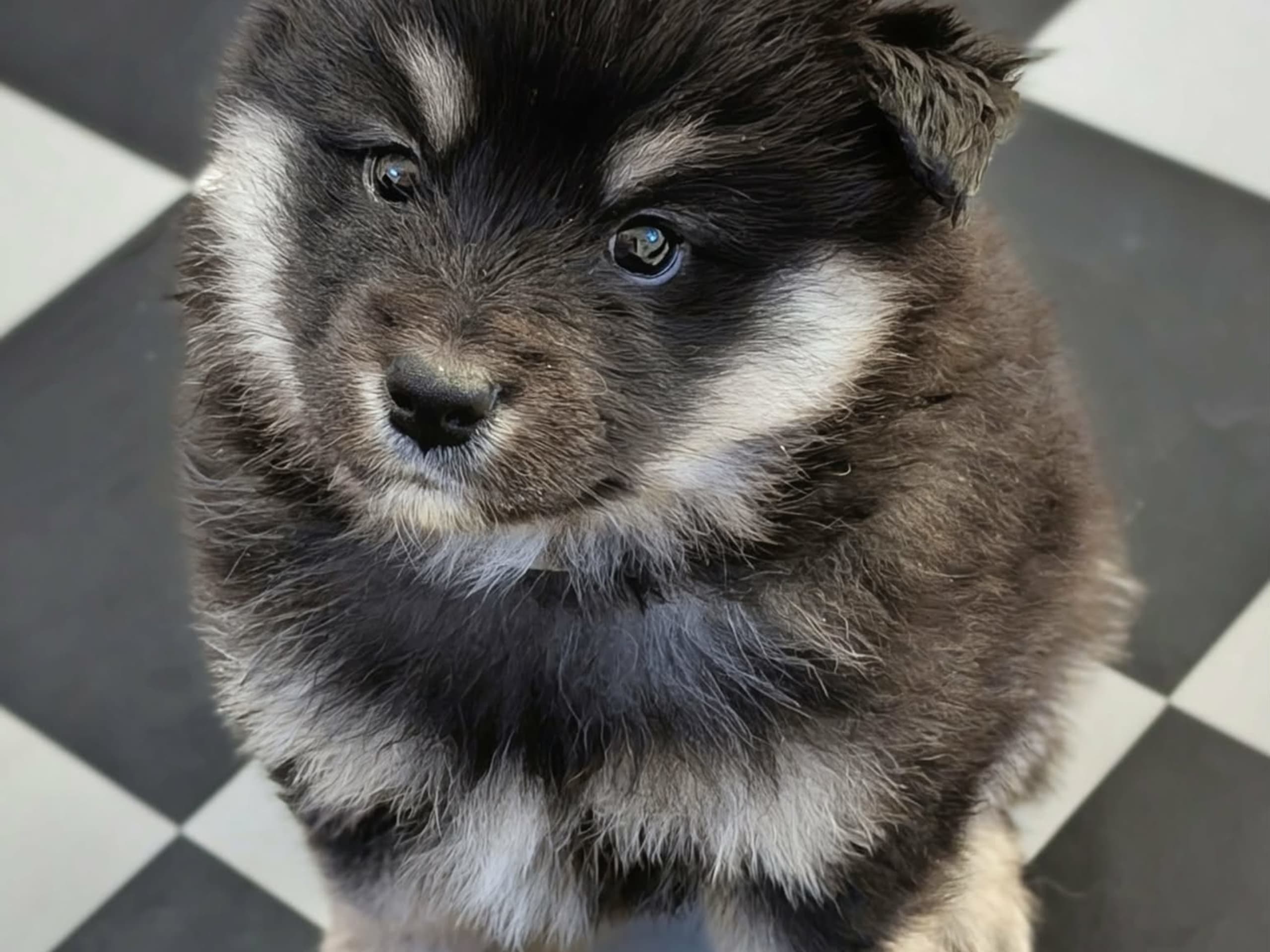 Finsk lapphund · Valbo · Dorsens
