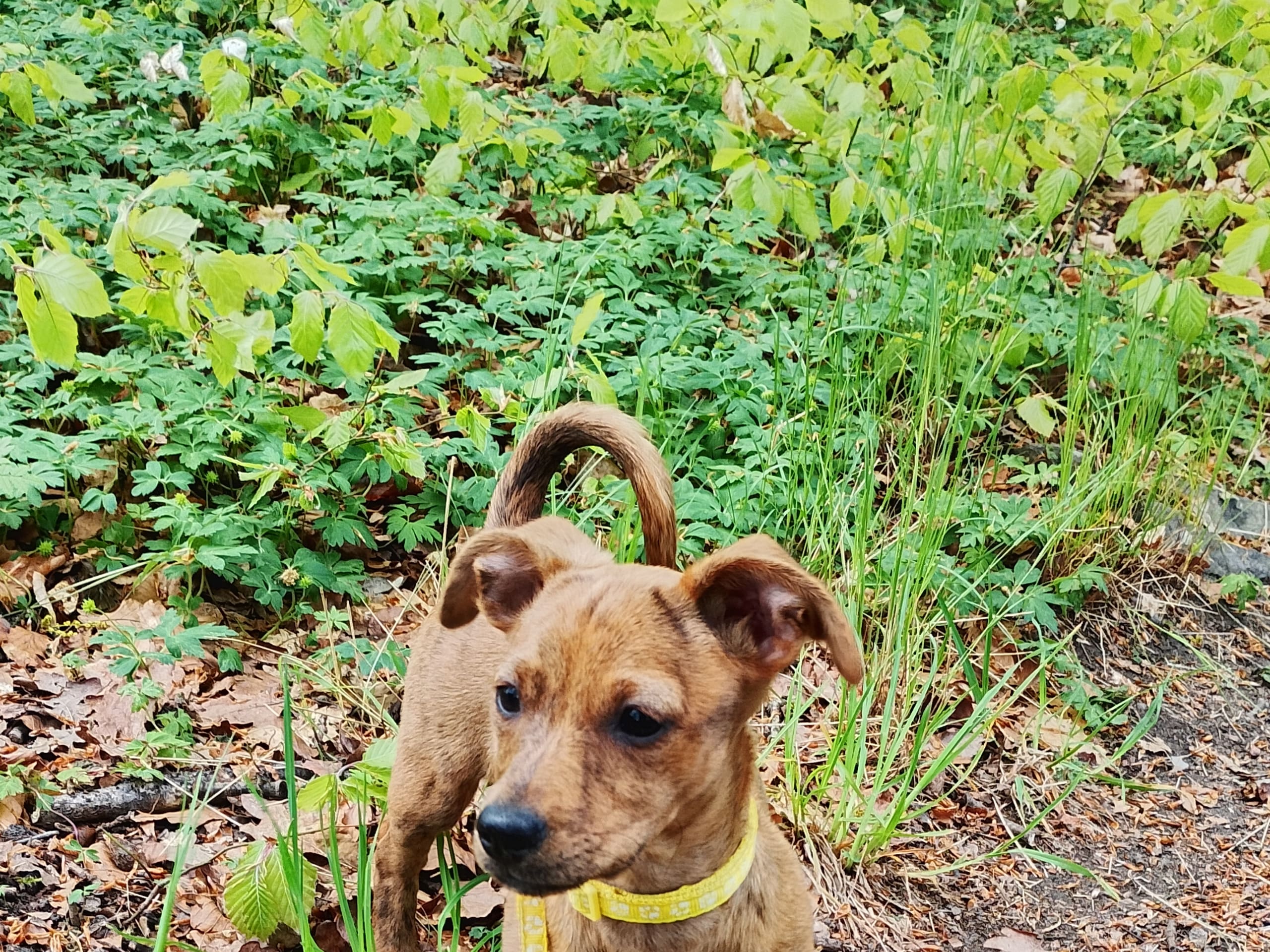 Tibetansk spaniel-?-English ToyTerrier · Söderåkra · Helen E.