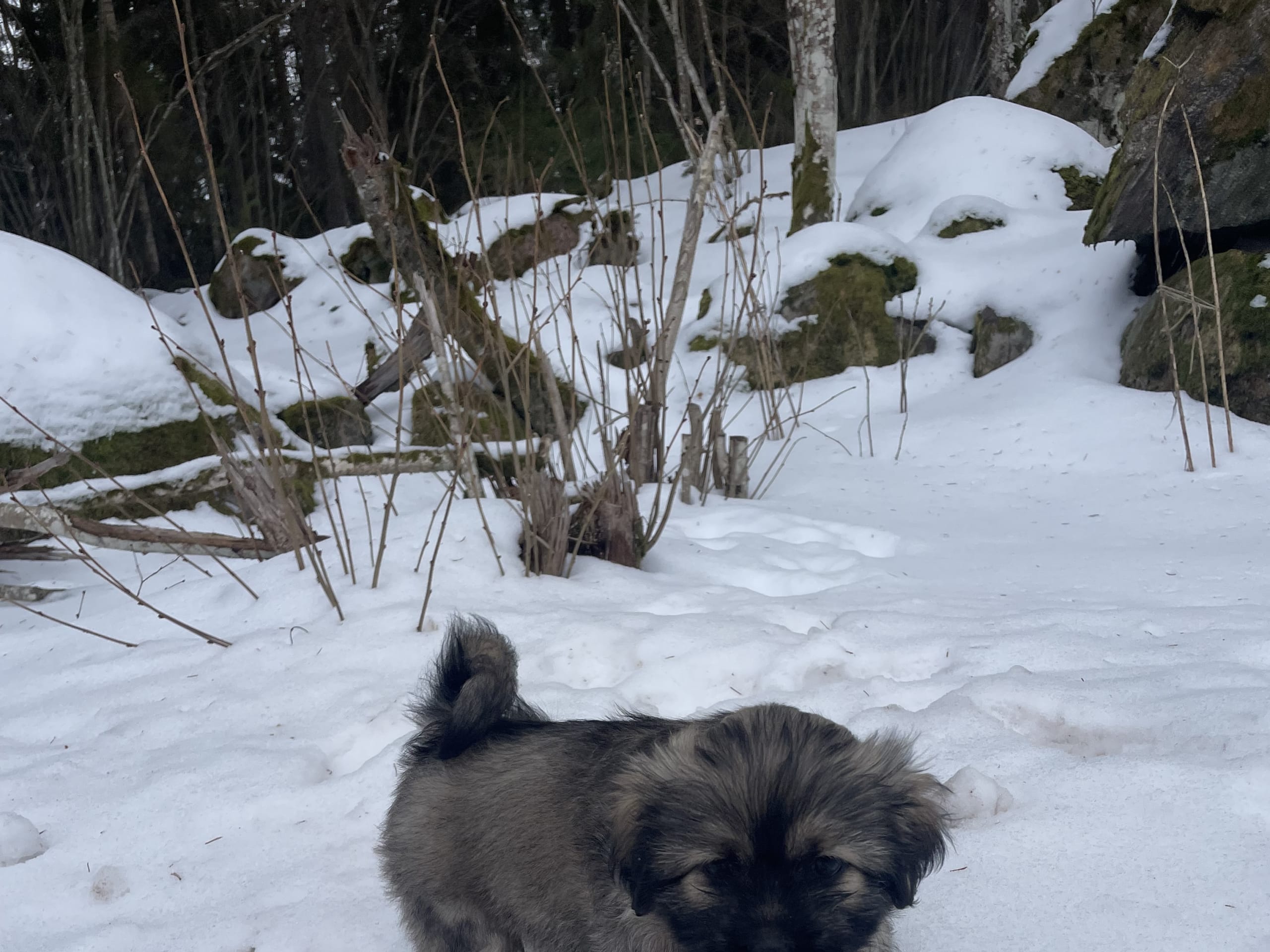 Lhasa apso · Tibro · Malin P.