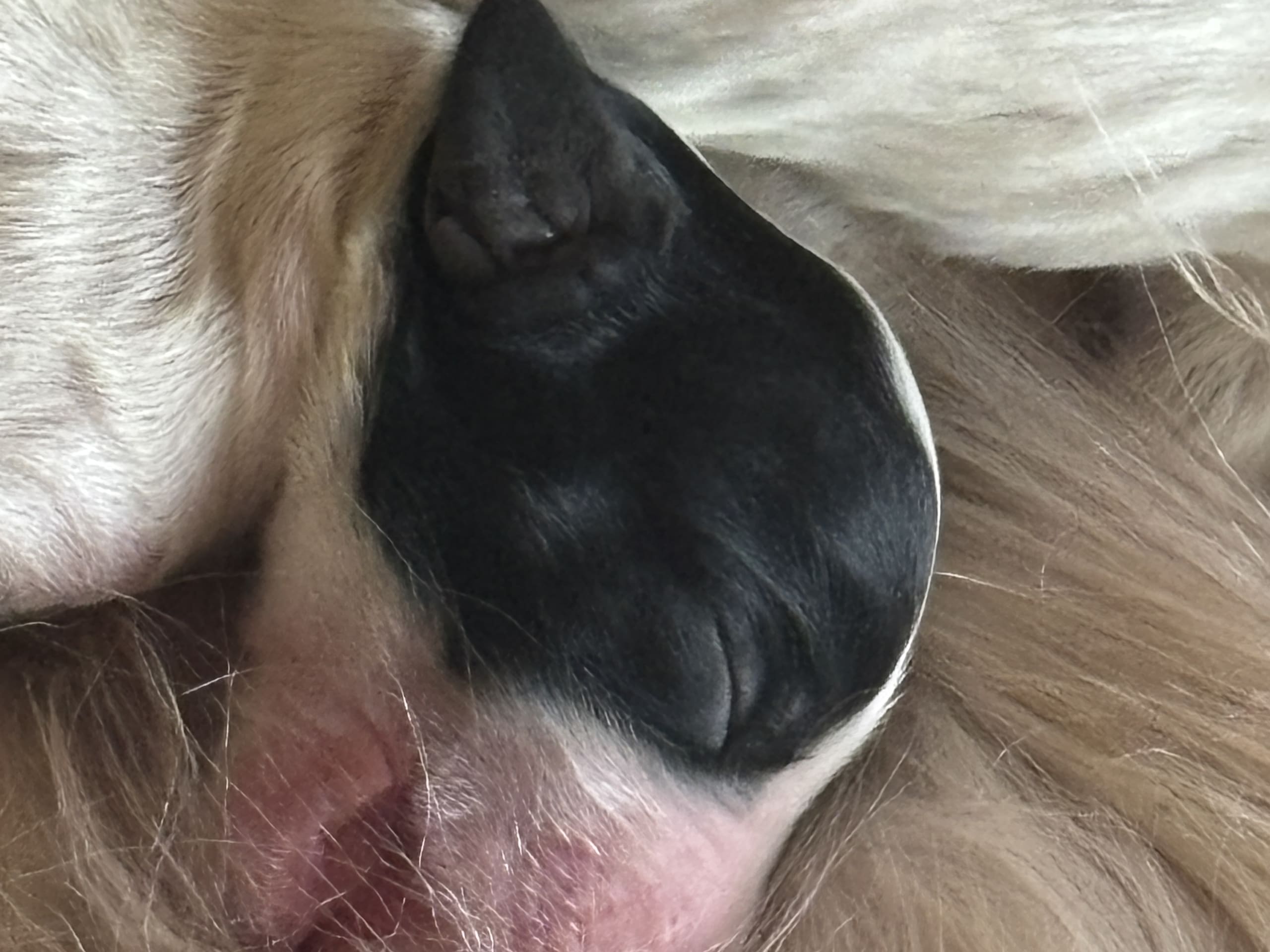 Engelsk setter · Førde · Joachim M.