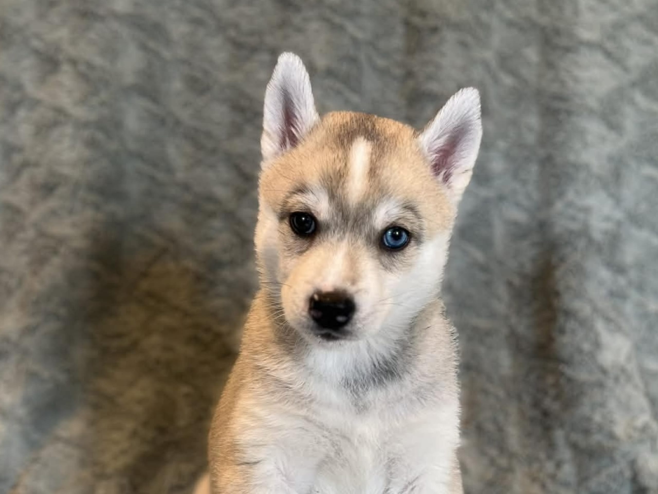 Siberian Husky · Stoby · Eazy Perfection