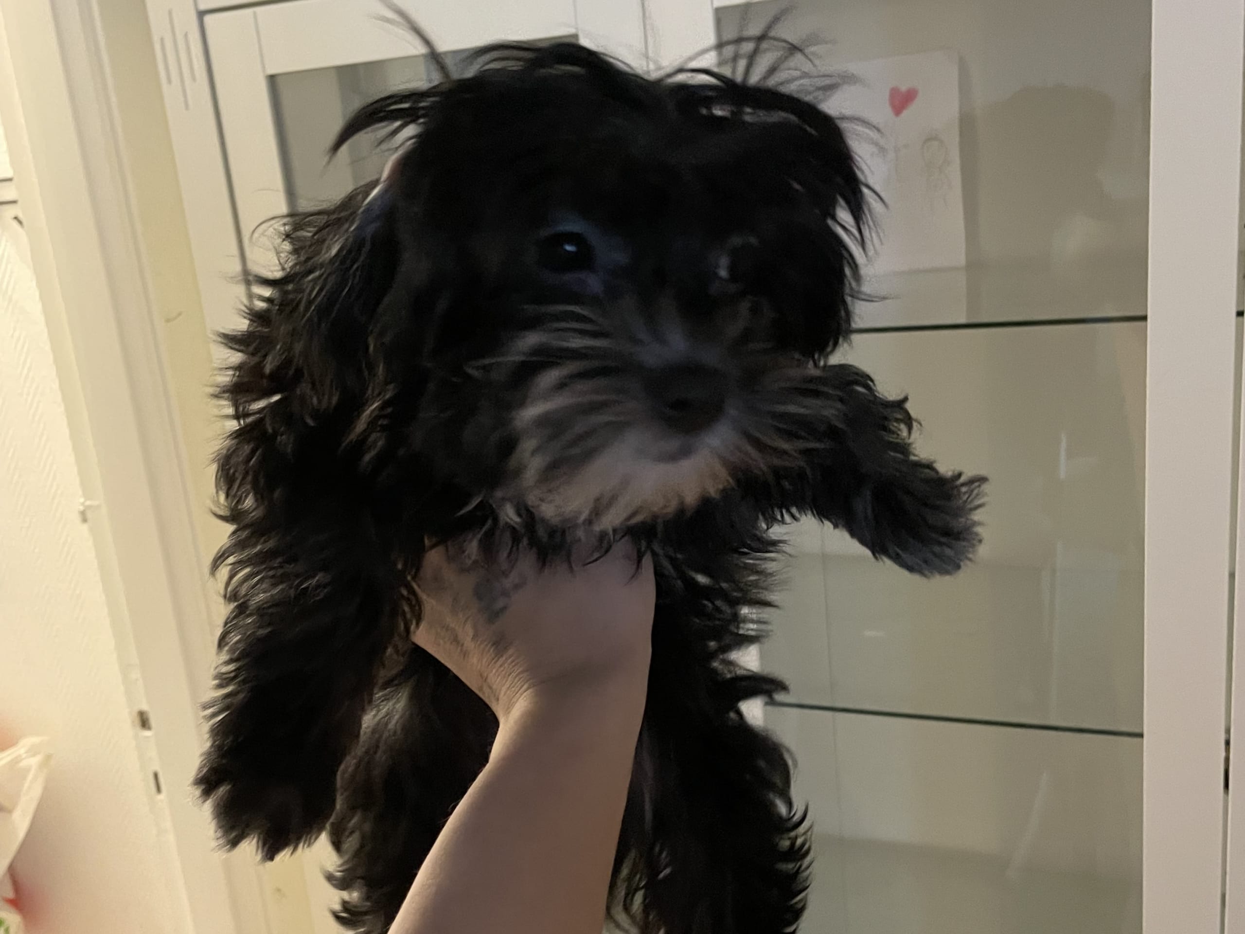 Maltipoo · Borås · Alex K.