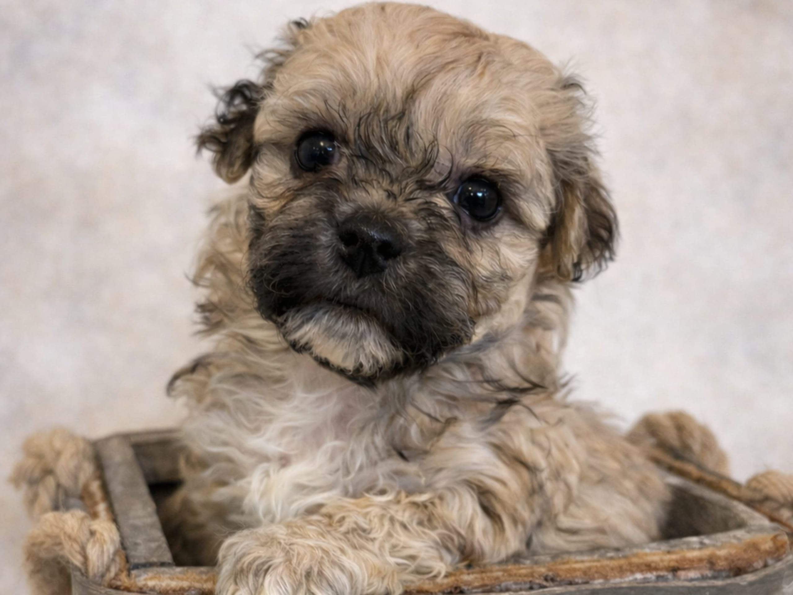Havapoo · Väring · Vaktmästarboställets kennel