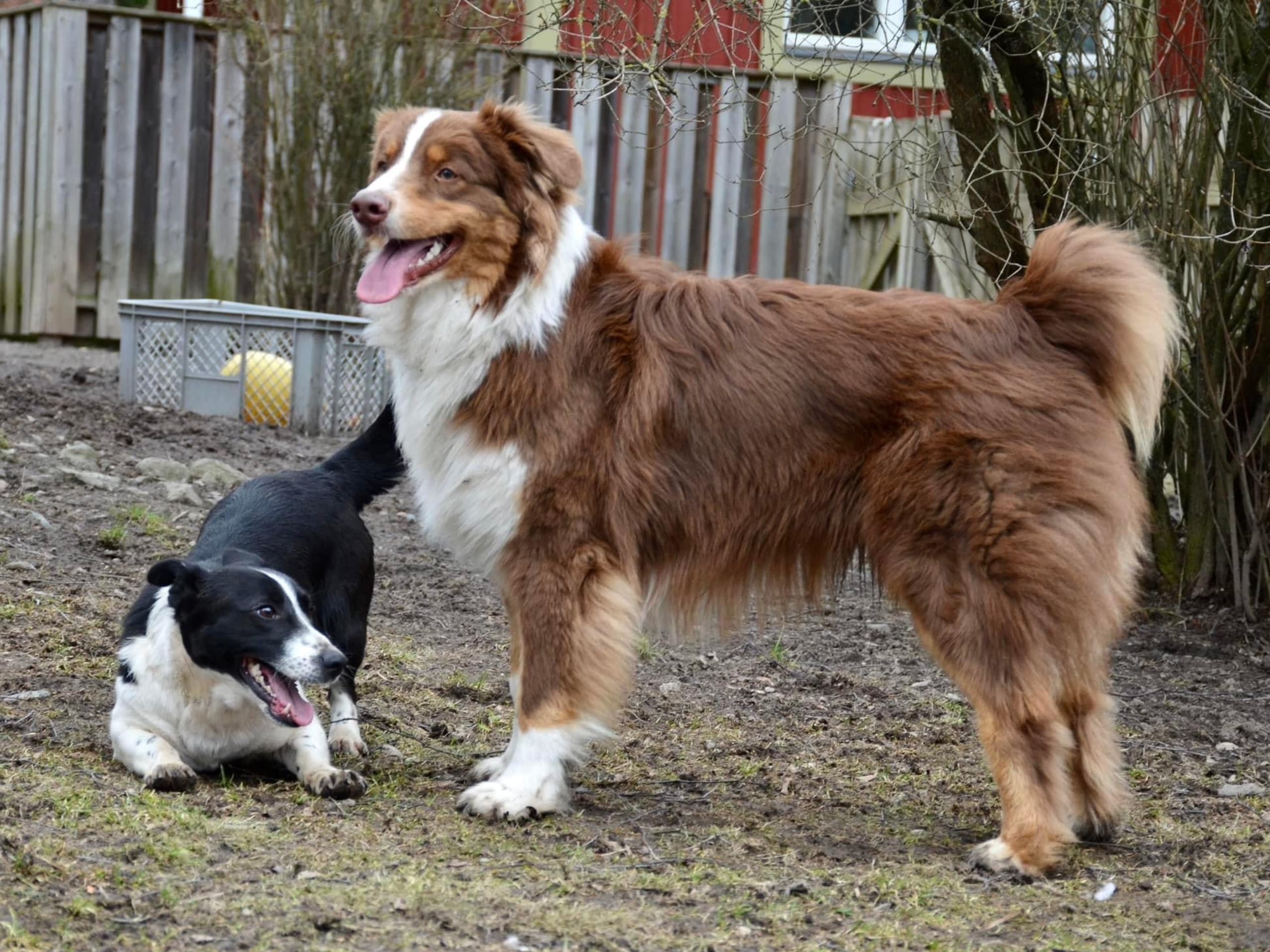 Australian Shepherd · Lidingö · Christina P.