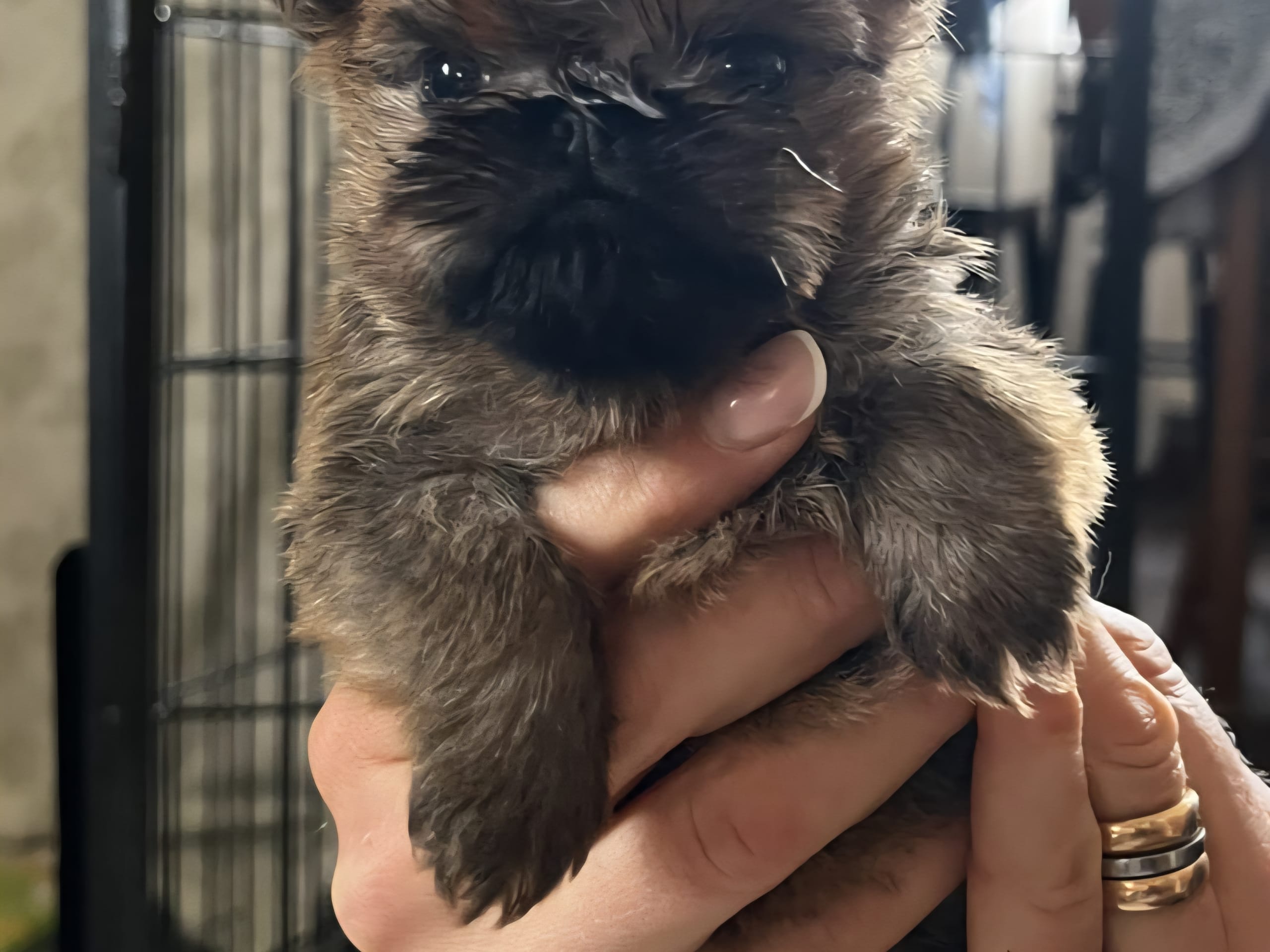 Griffon bruxellois · Mariestad · Goblins Kennel