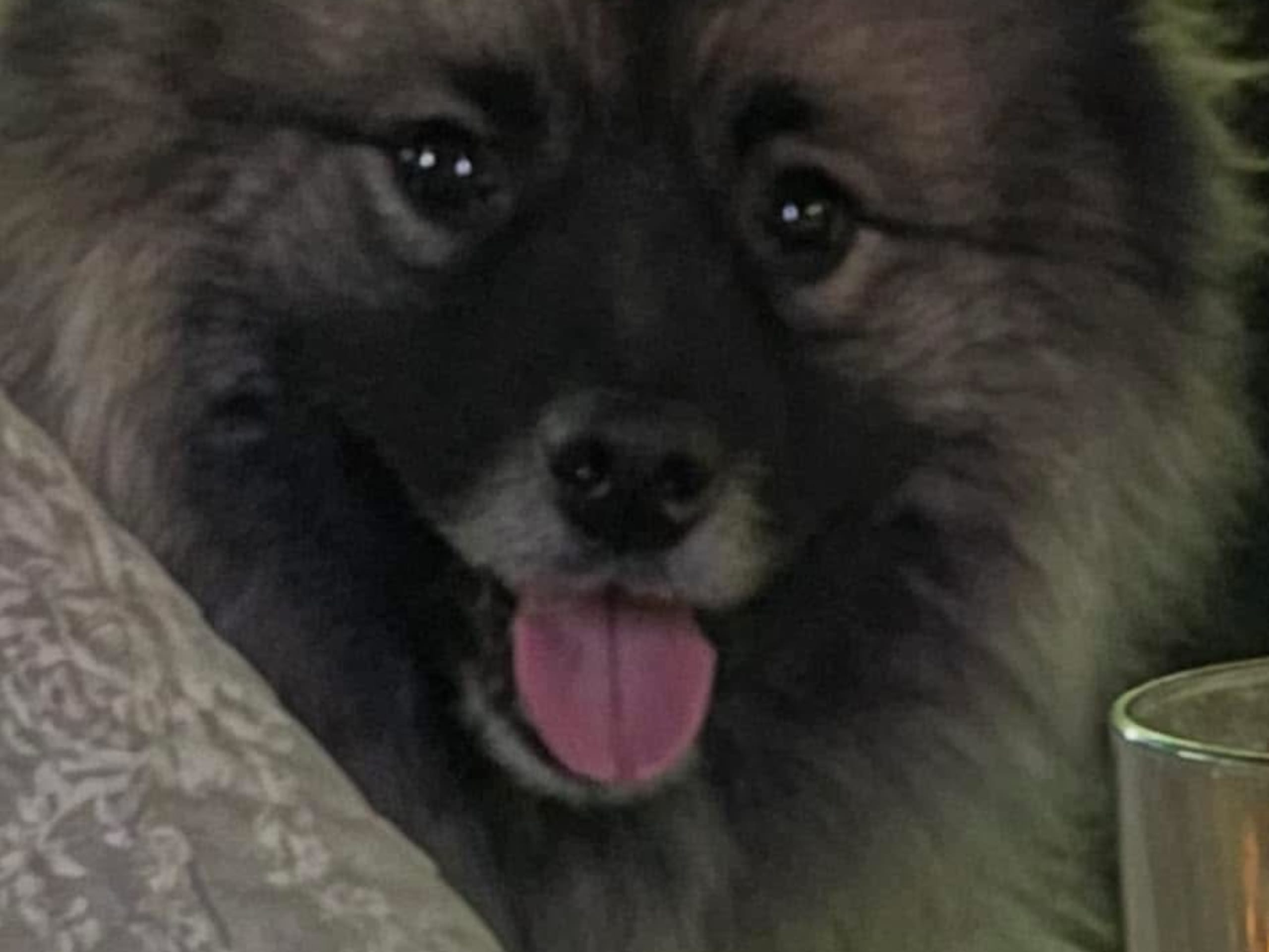 Keeshond · Ucklum · Dungens