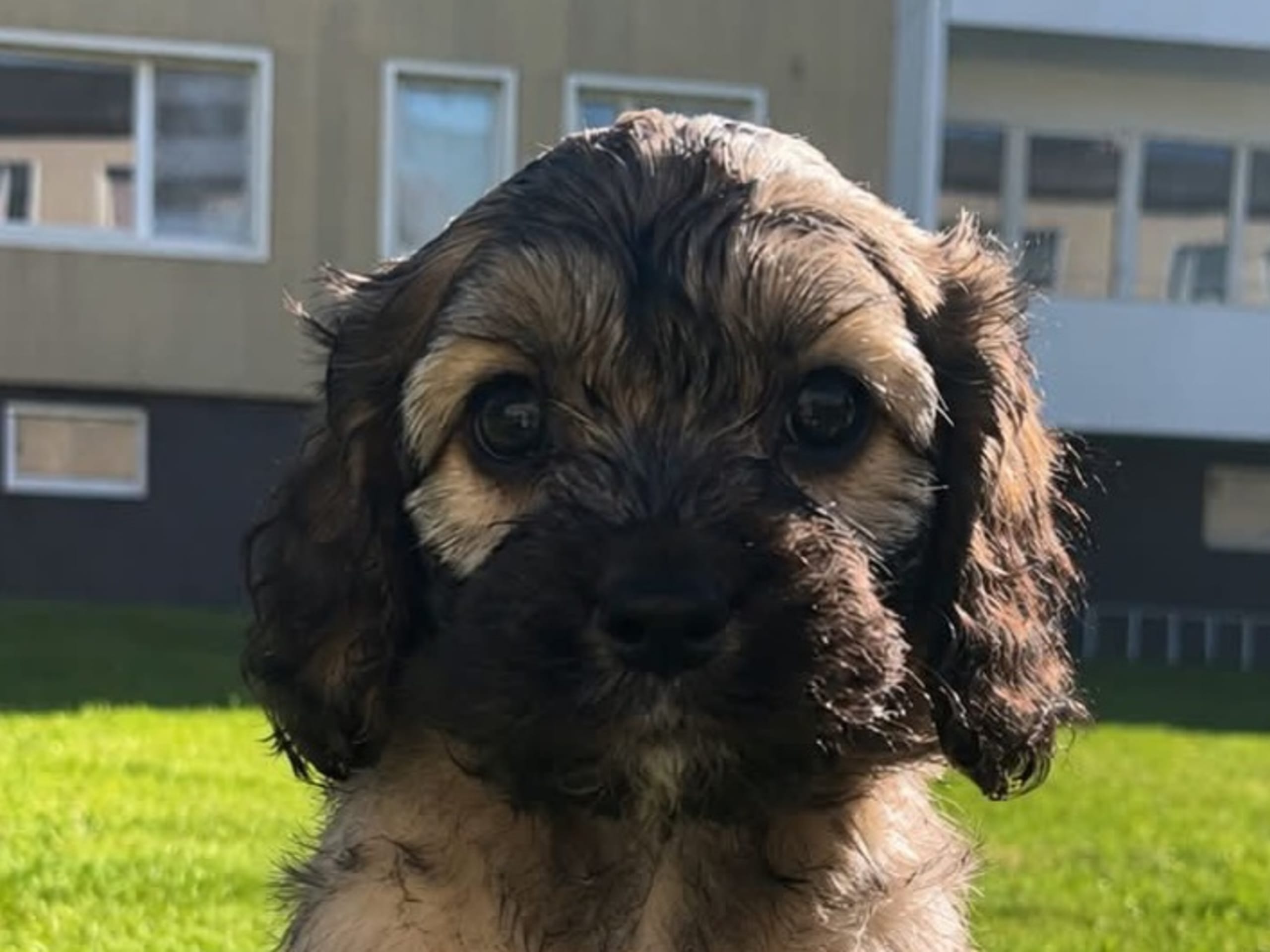 Cavapoo · Högsby · Malin A.