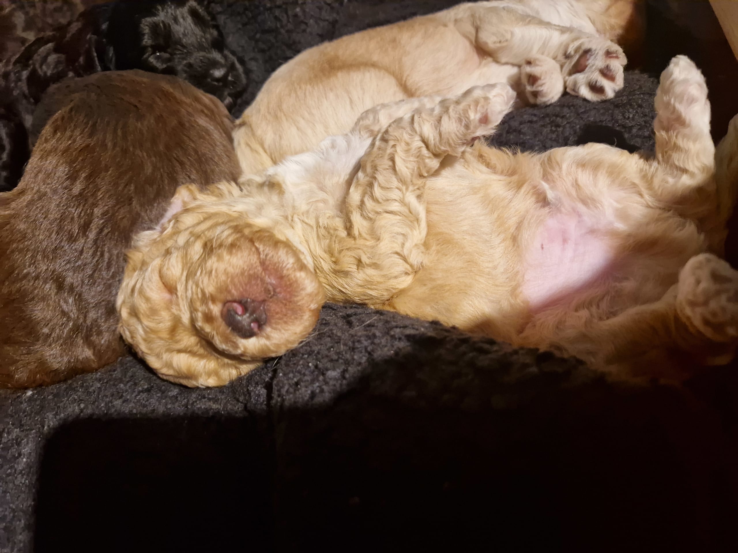 Labradoodle · Mockfjärd · Dalkullas labradoodle