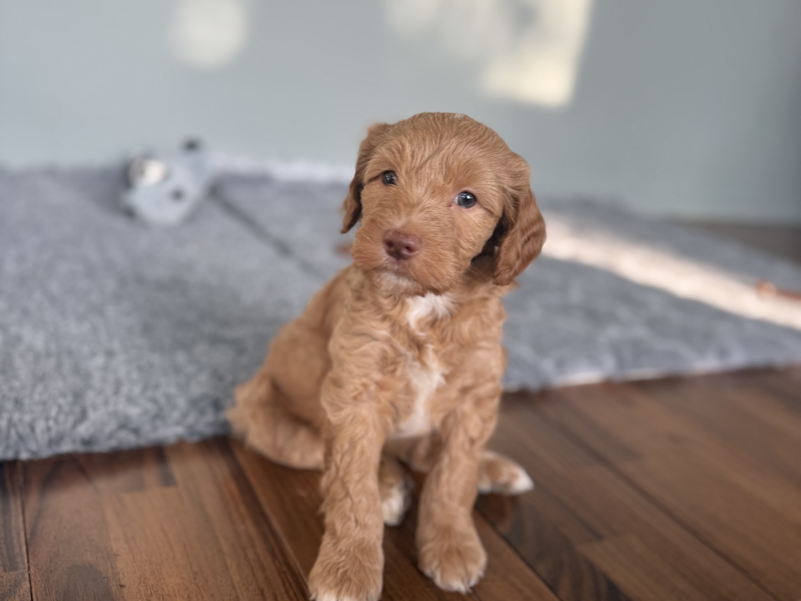 101 Labradoodles
