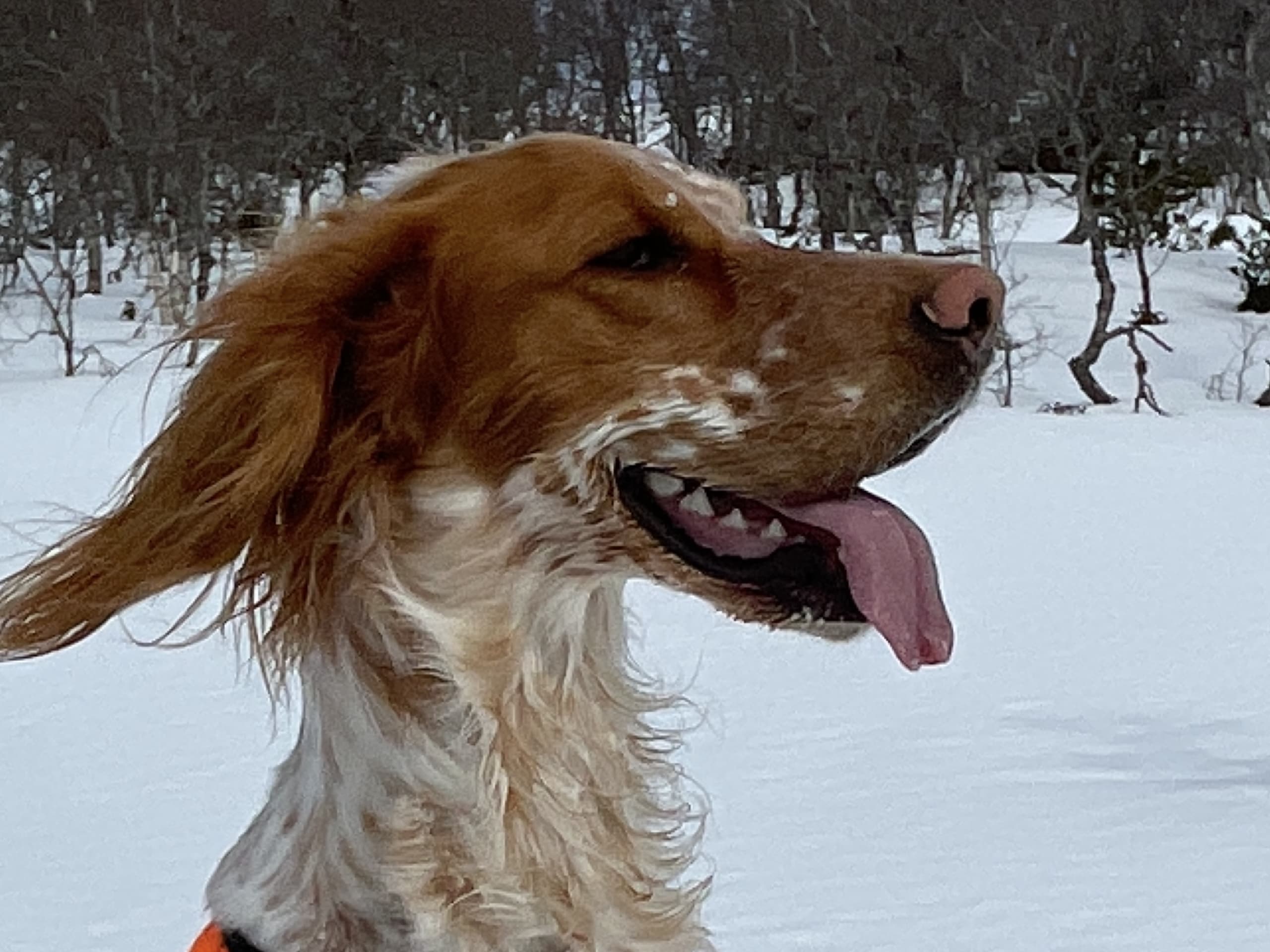 Engelsk setter · Førde · Joachim M.