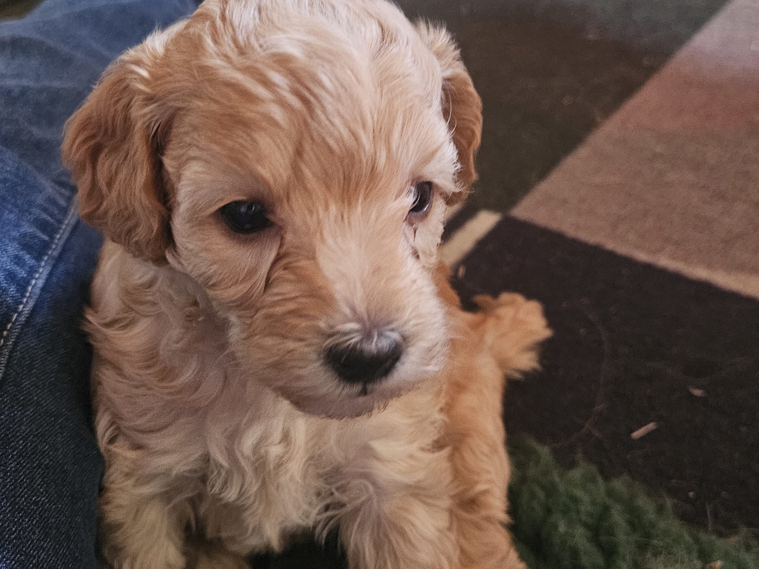 Cockerpoo · Eskilstuna · Regina B.