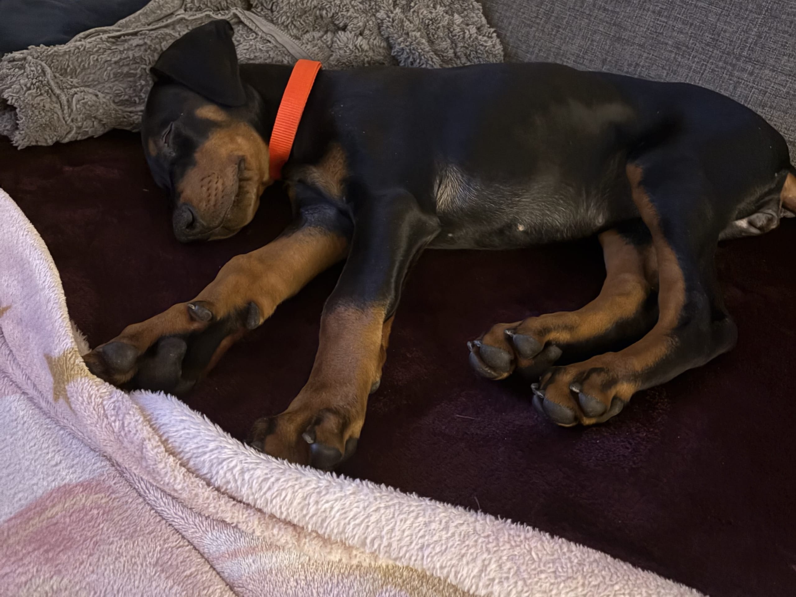 Dobermann · Klippan · Stefanie D.