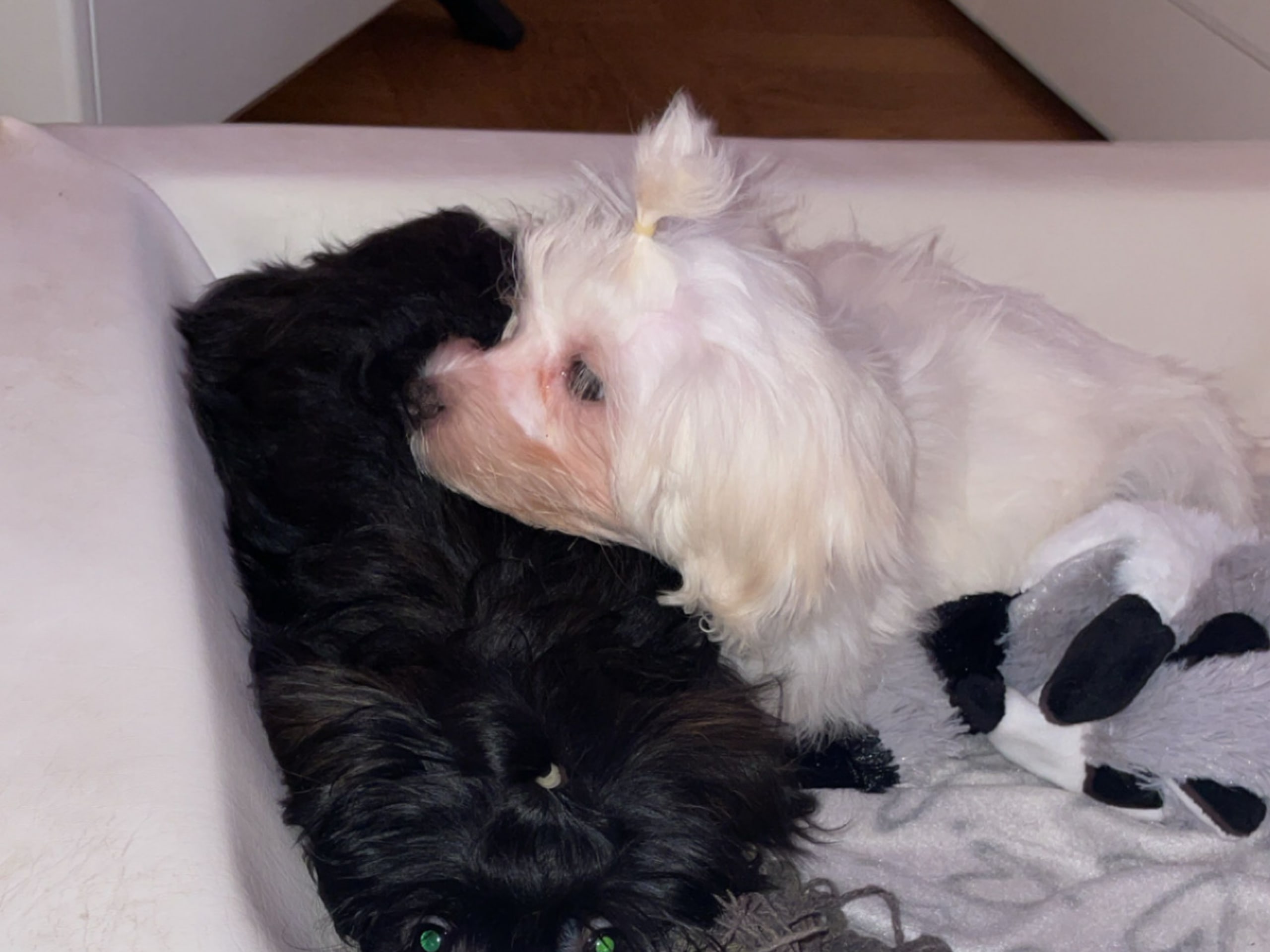 Maltipoo · Borås · Alex K.