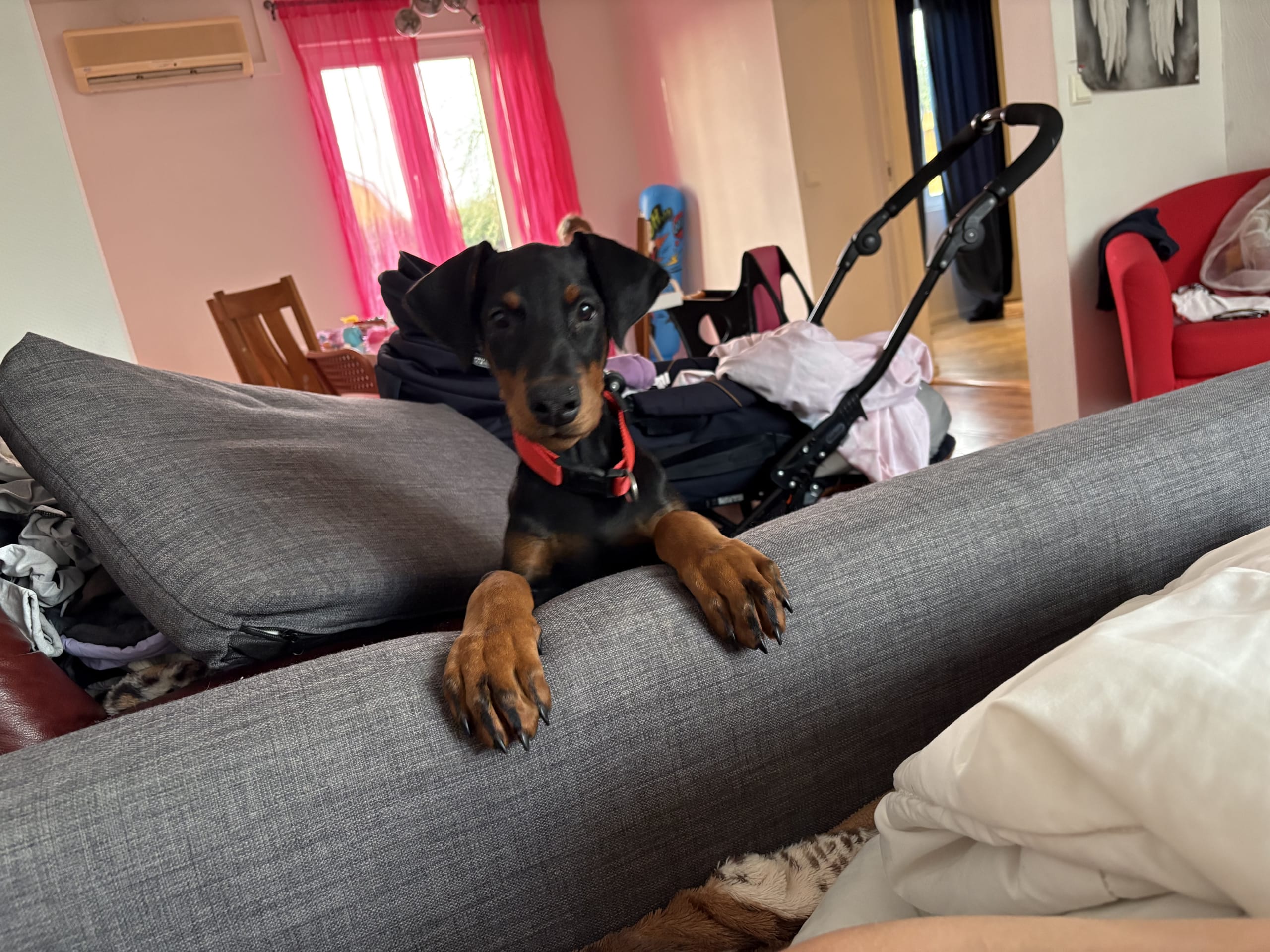 Dobermann · Klippan · Stefanie D.