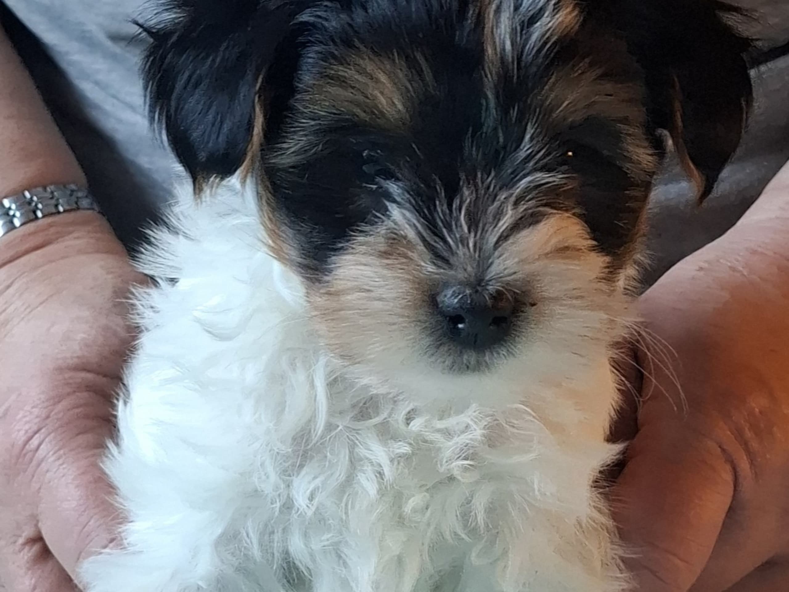 Biewer terrier · Mockfjärd · Candygolds