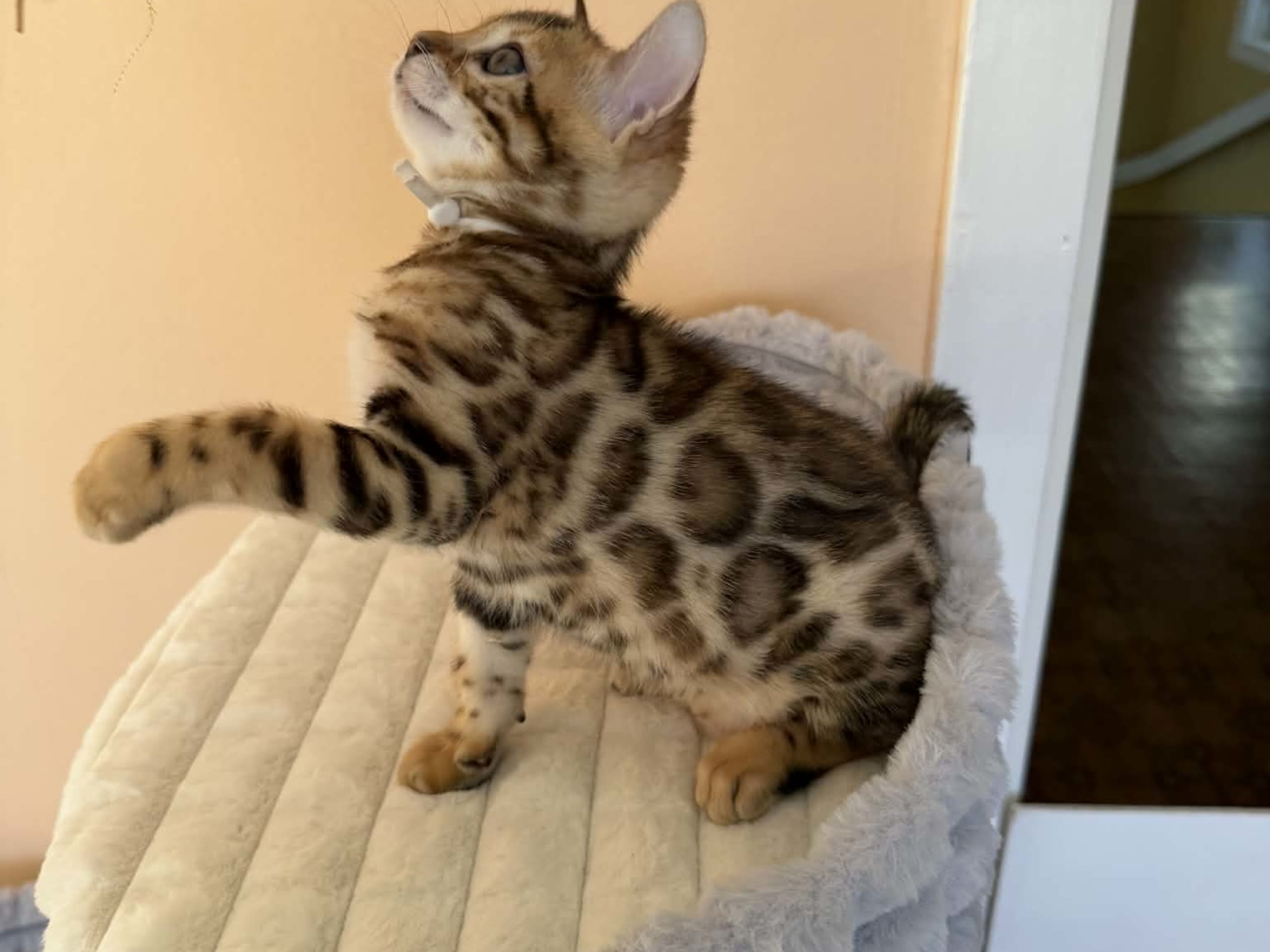 Bengal · Strängnäs · S*Retrivers
