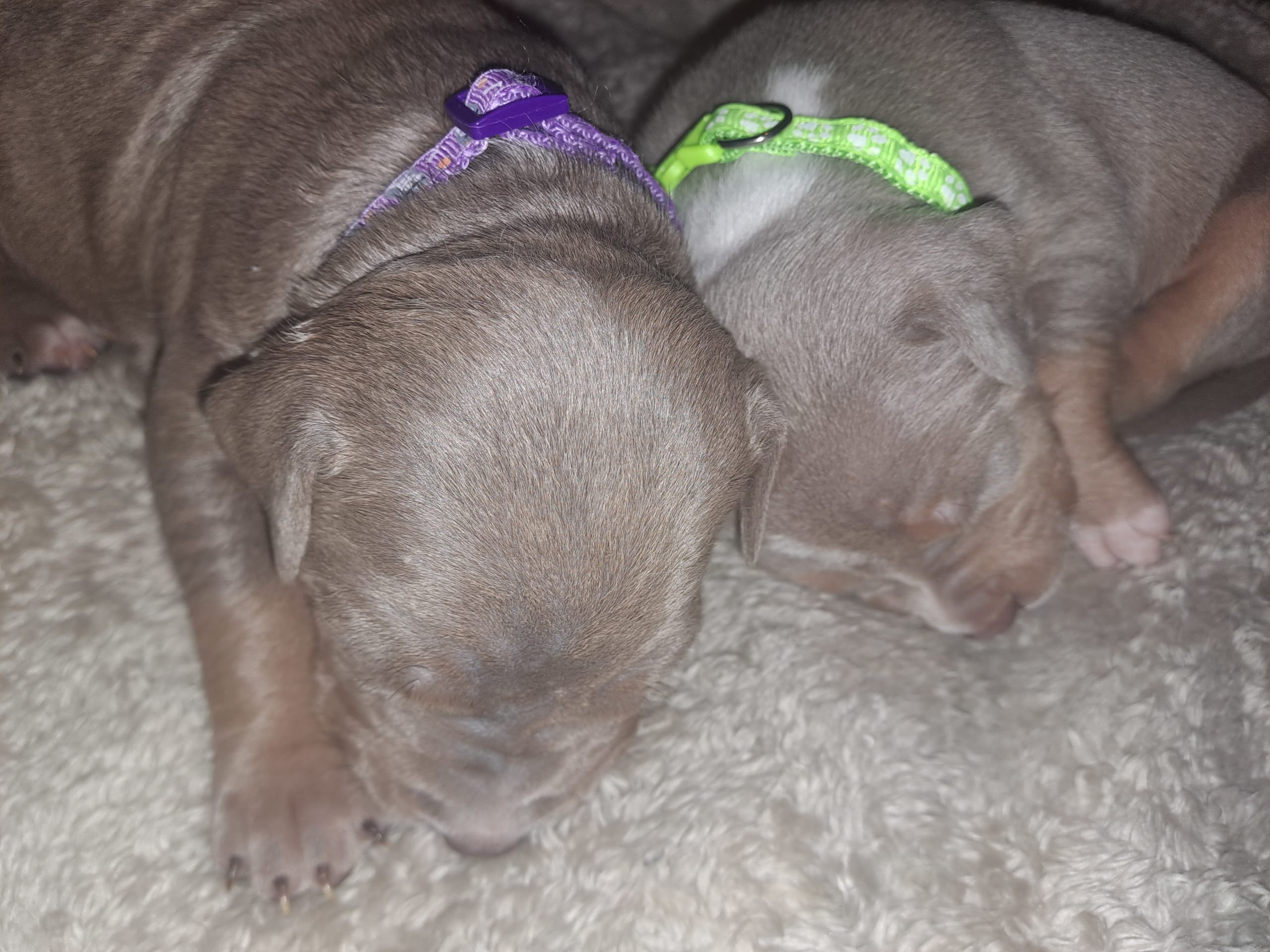 American Bully · Torshälla · Emelie R.