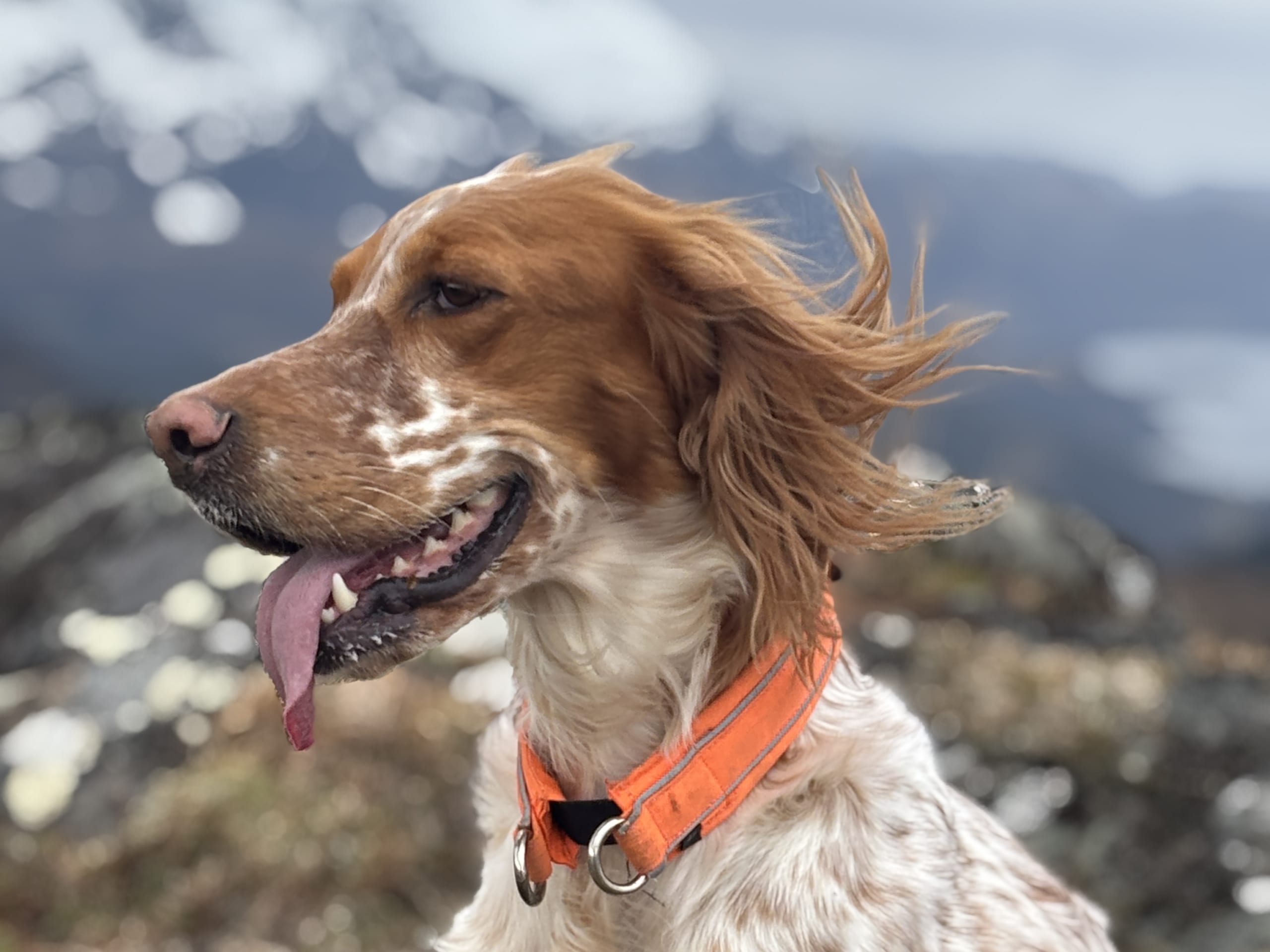Engelsk setter · Førde · Joachim M.